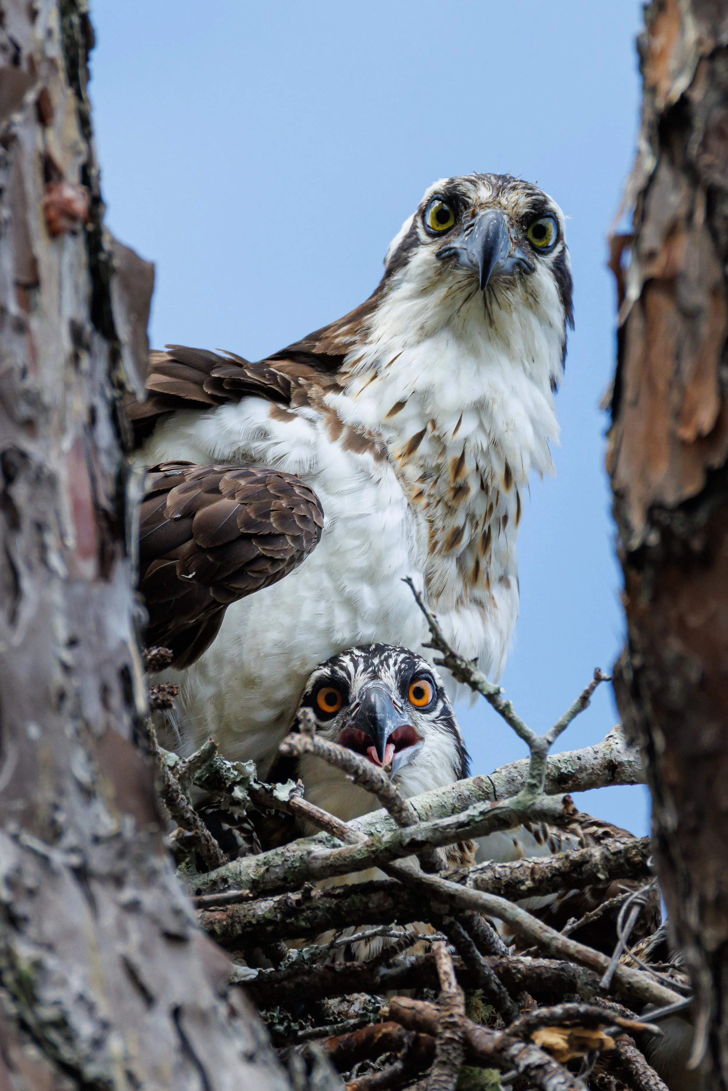 Mother Osprey and offspring - Florida