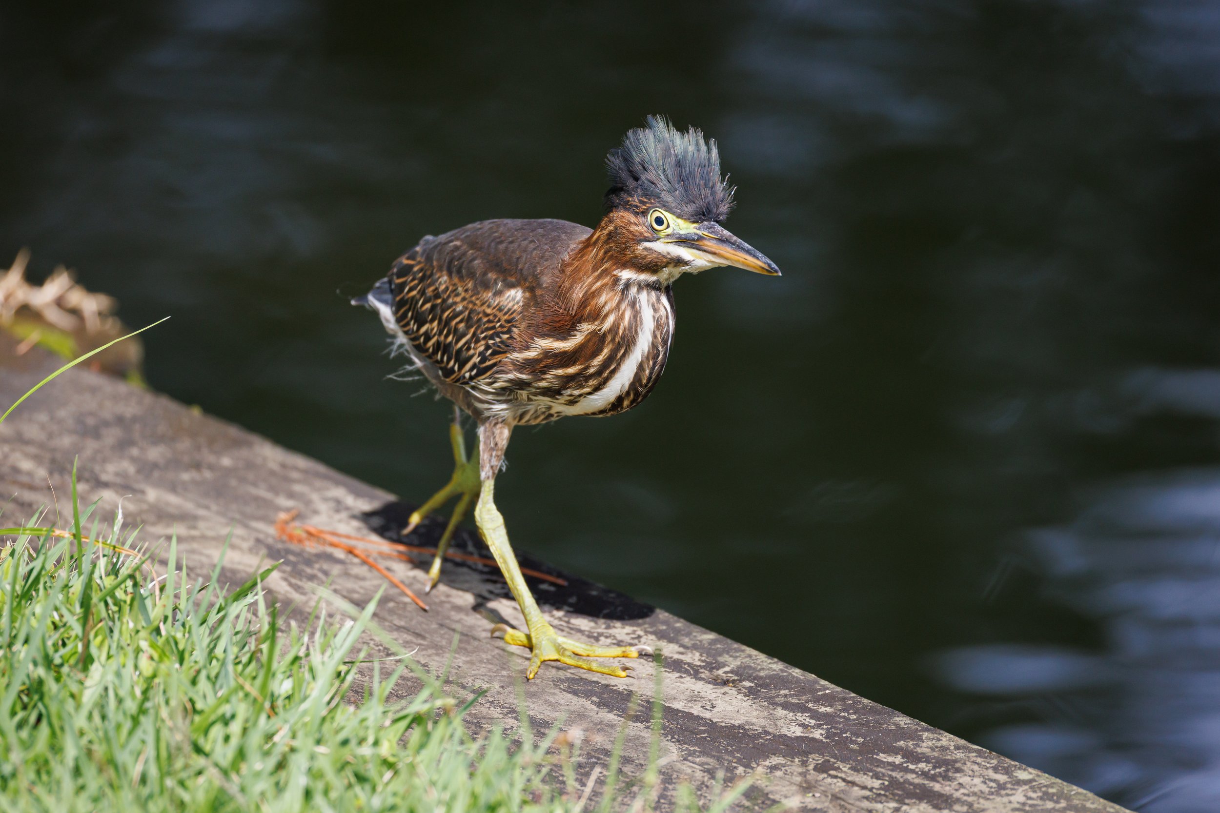 Green Heron on the move - Florida