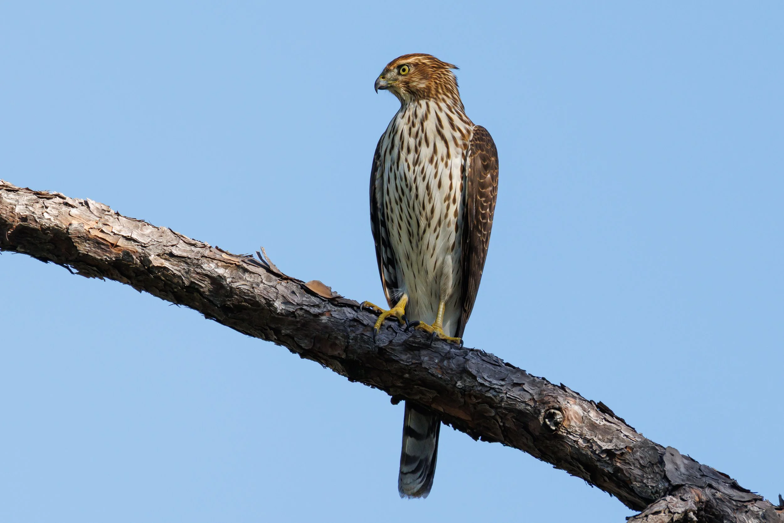 Coopers Hawk pauses on branch - Florida