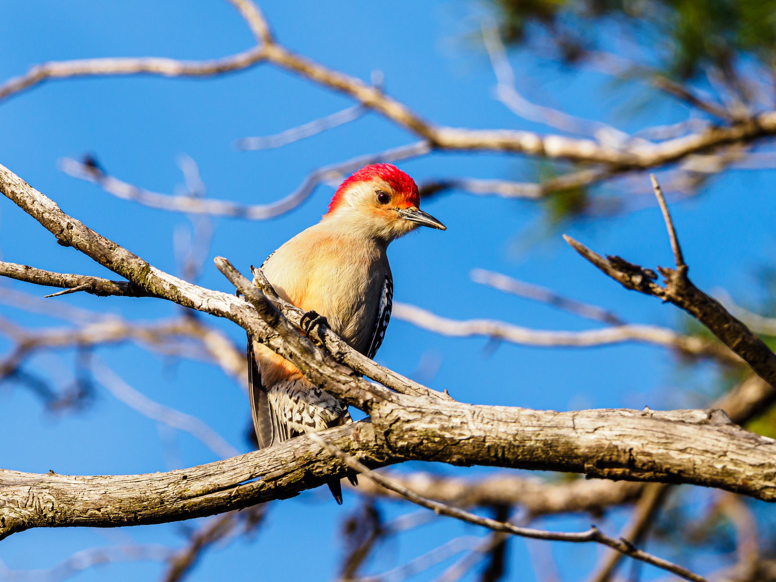 Red-Bellied Woodpecker - Florida