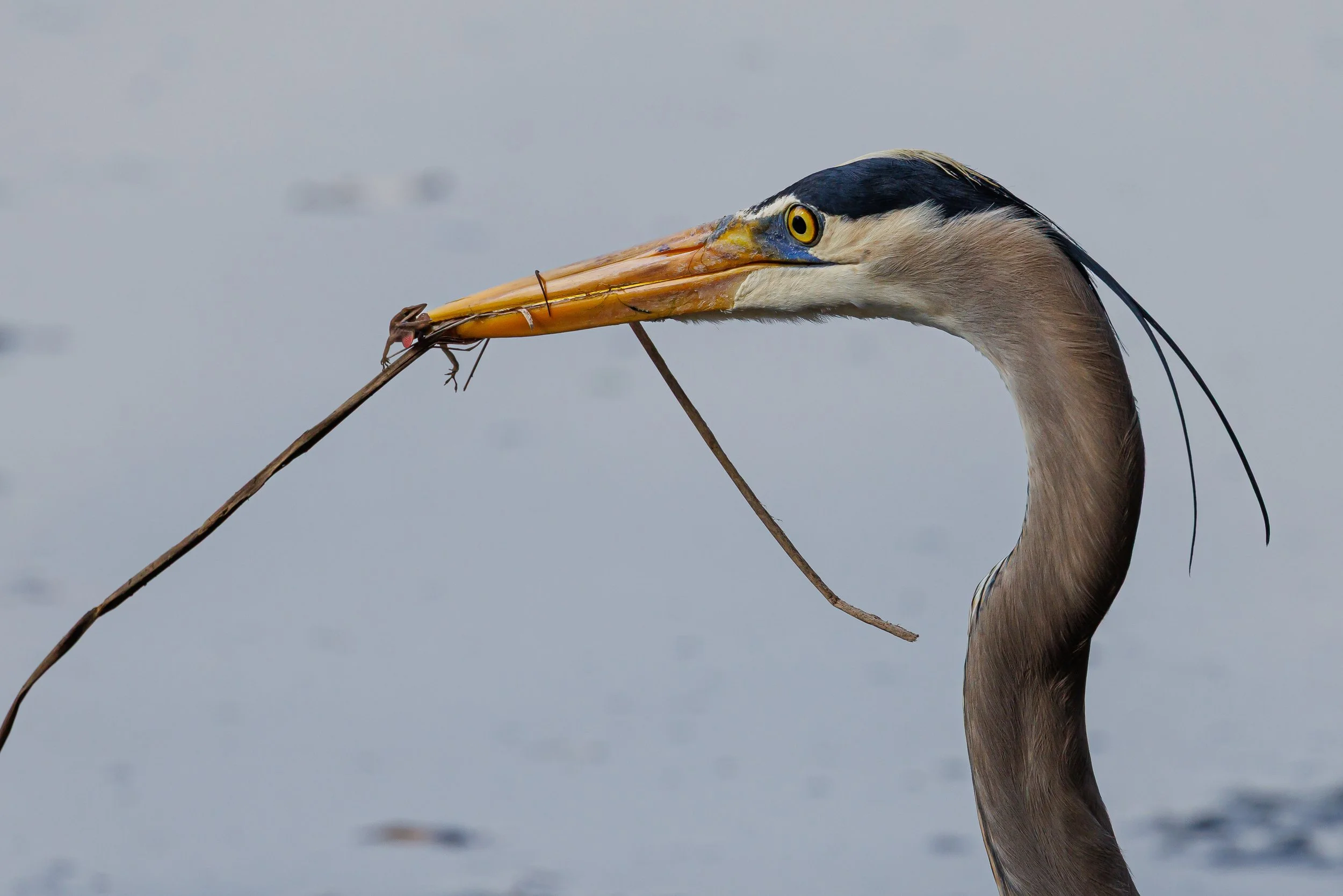 Blue Heron with lizard - Florida