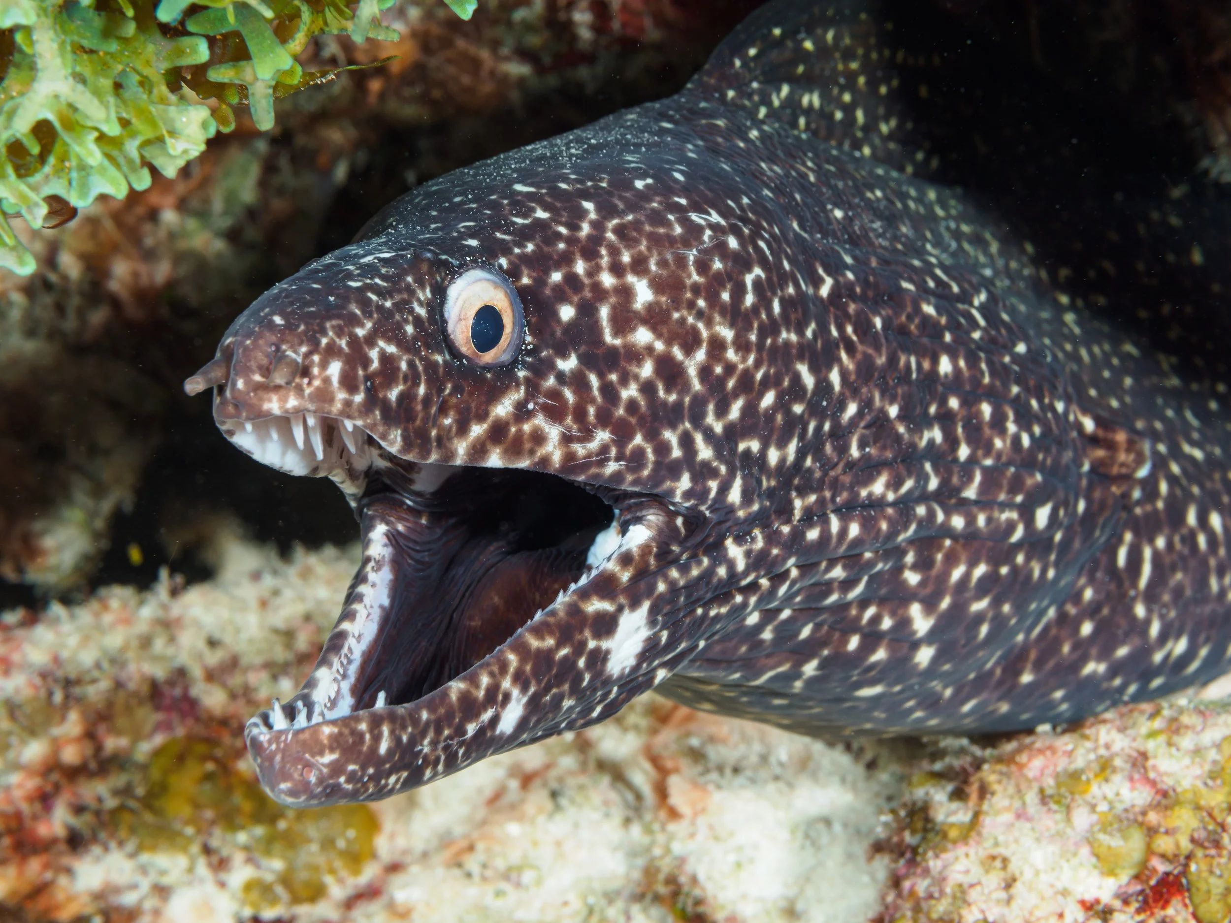 Spotted Moray Eel - Bonaire