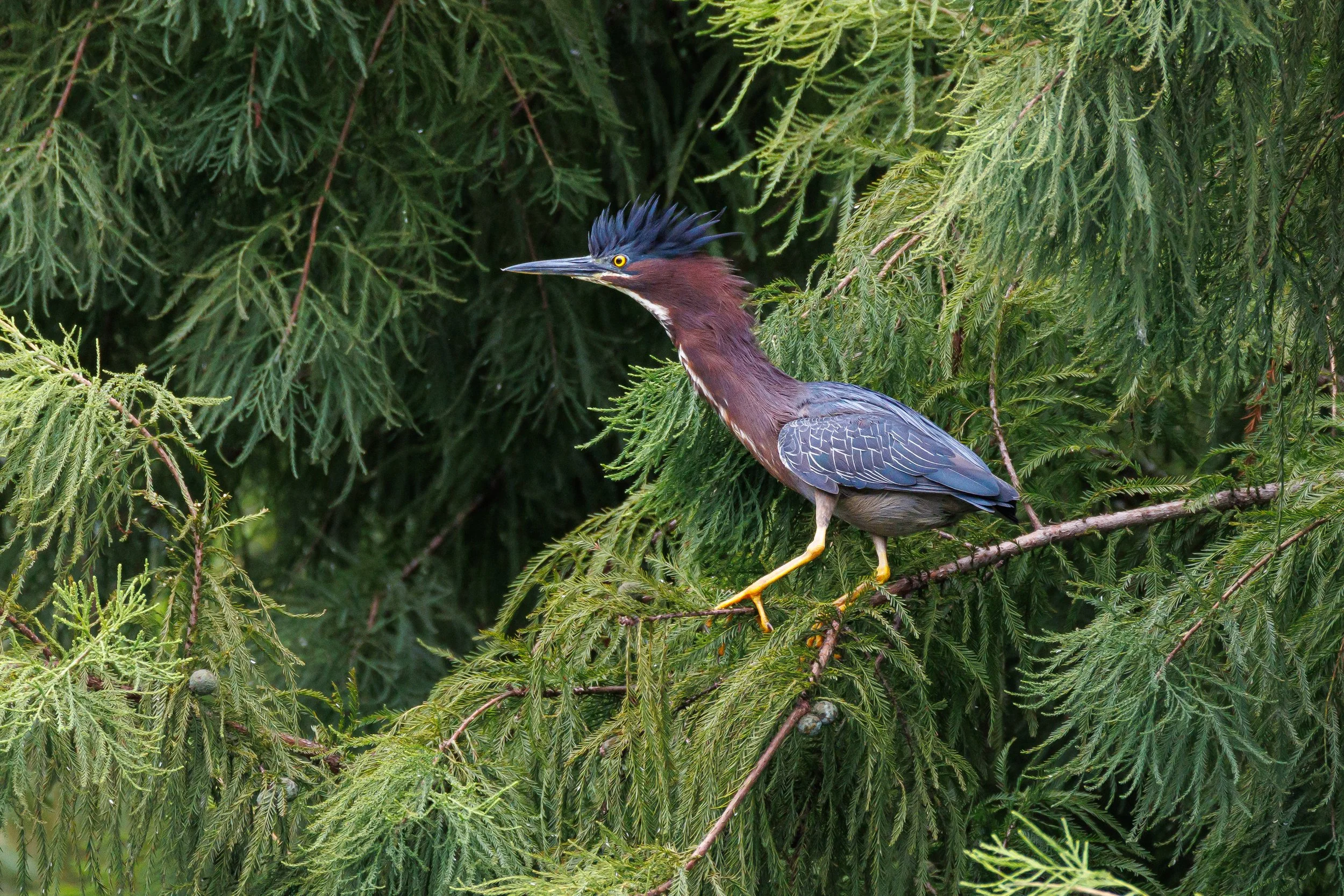 Green Heron in cypress tree - Florida