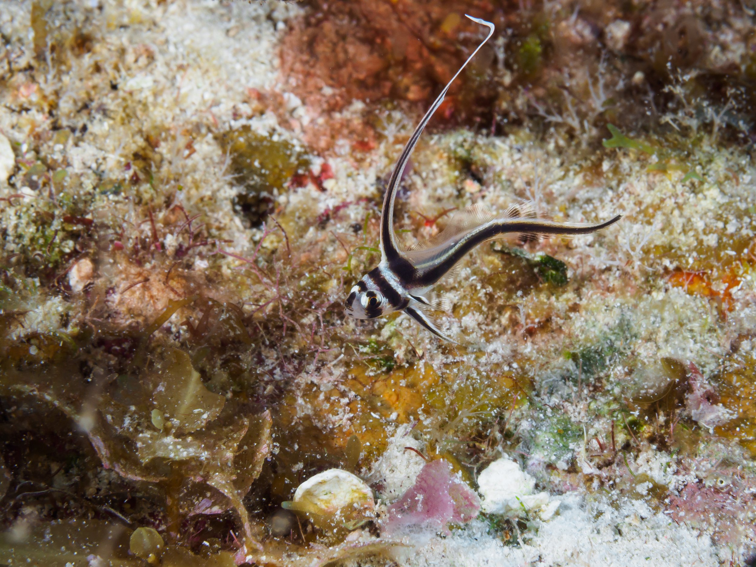 Juvenile Spotted Drum - Cayman Brac