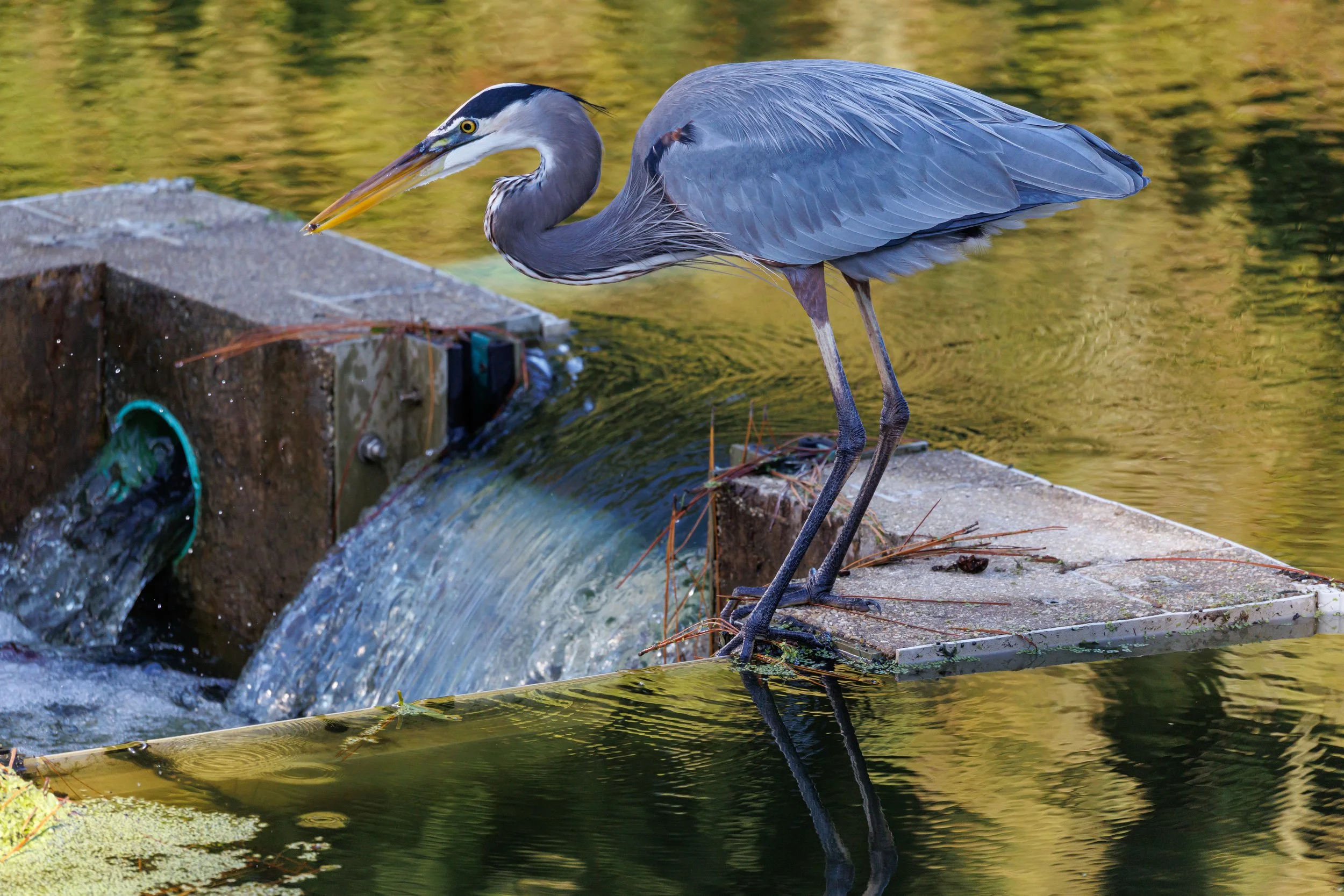 Great Blue Heron hunting - Florida