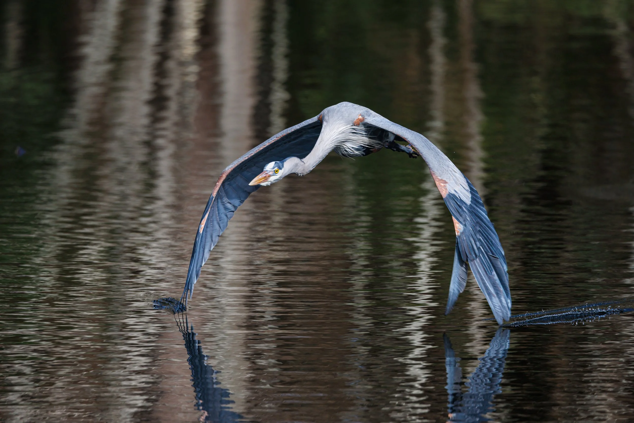 Great Blue Heron skims water - Florida