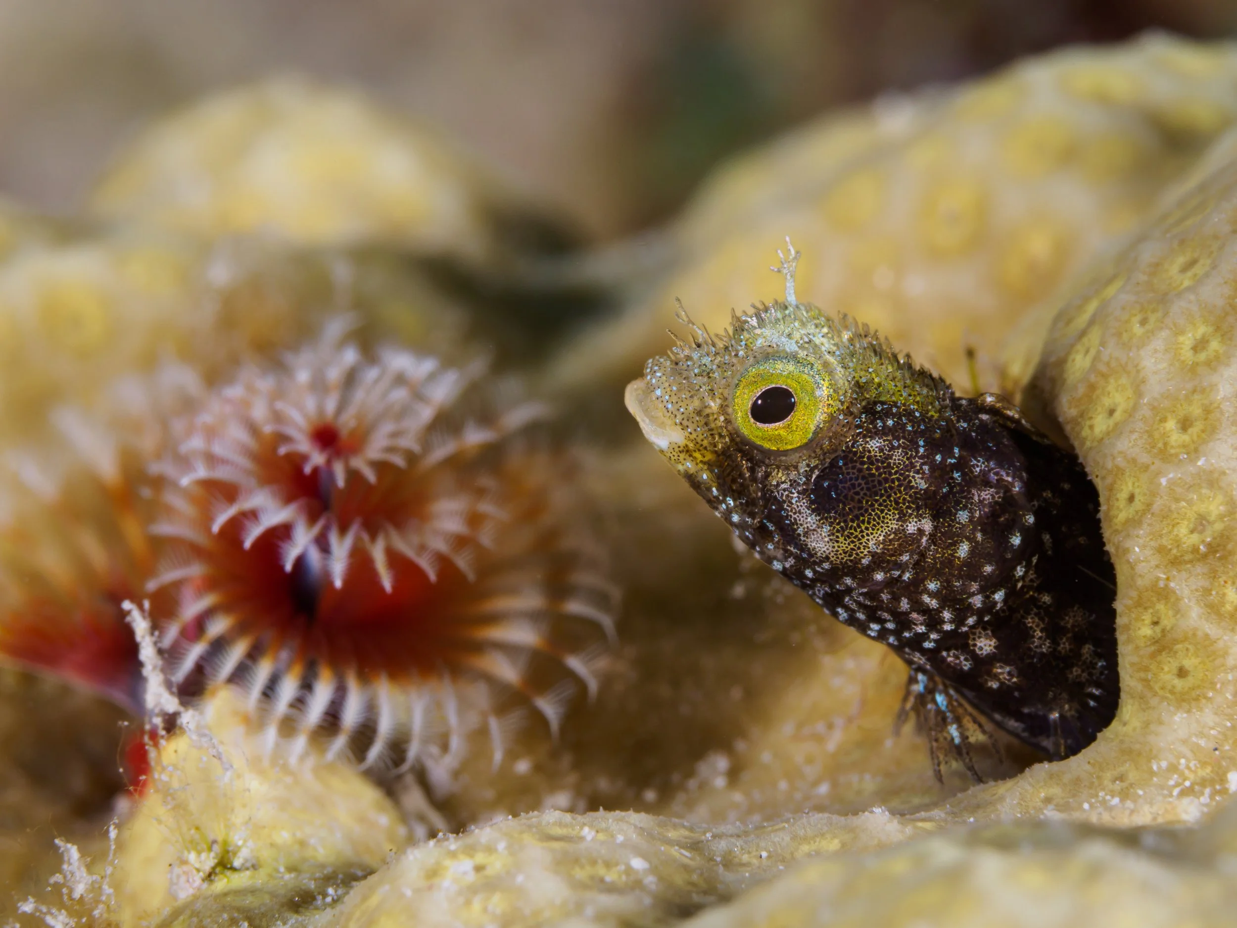 Spinyhead Blenny admires garden- Bonaire