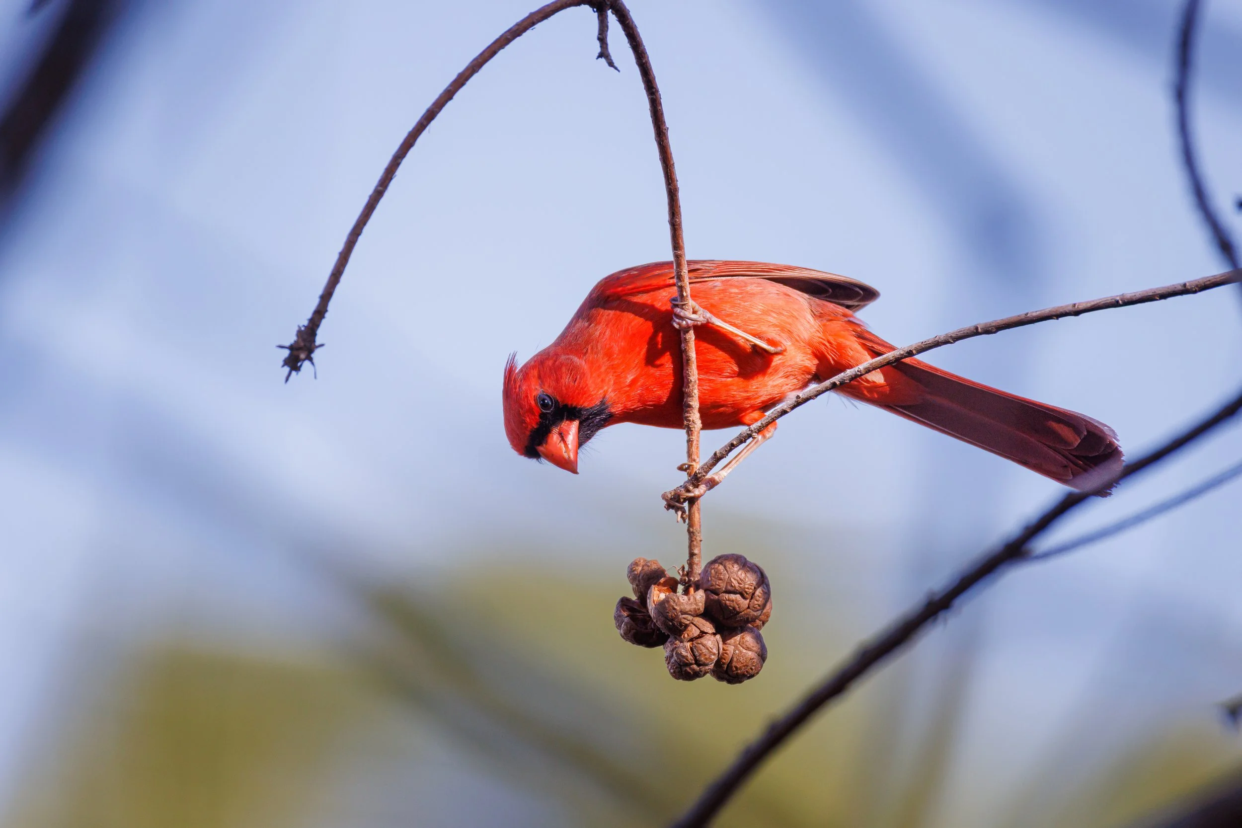Male Northern Cardinal - Florida