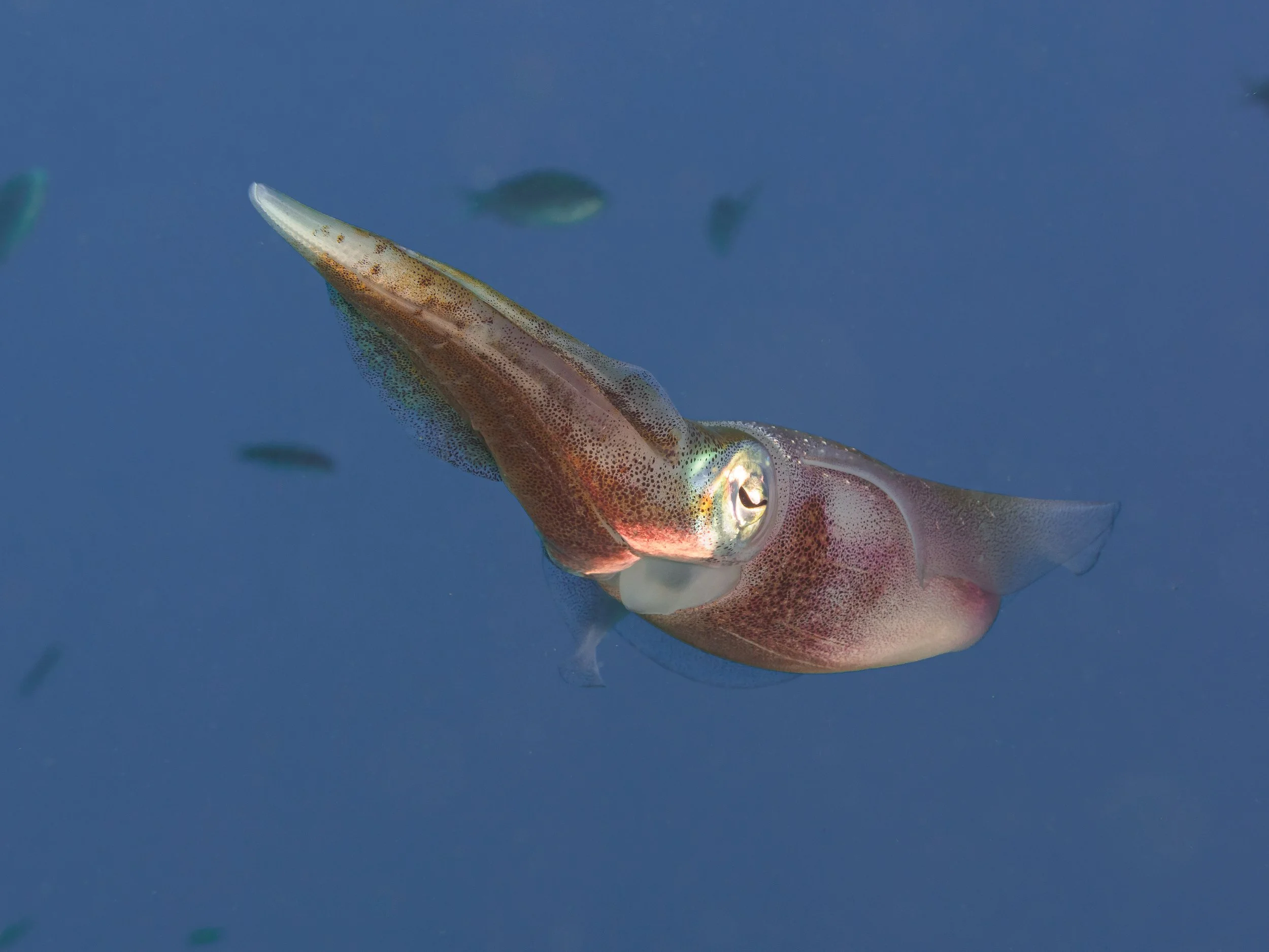 Reef Squid - Bonaire