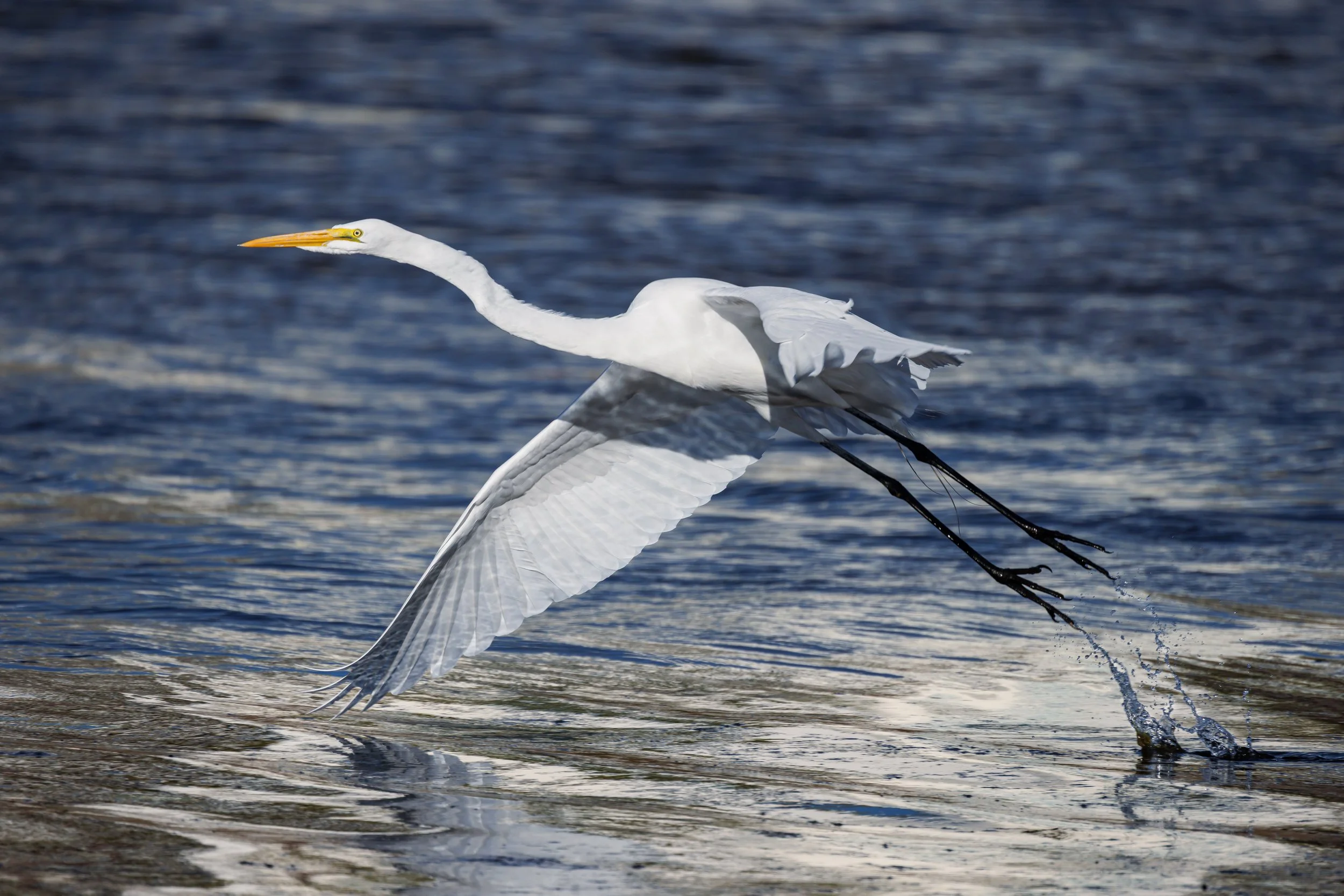 Great Egret takes off - Florida