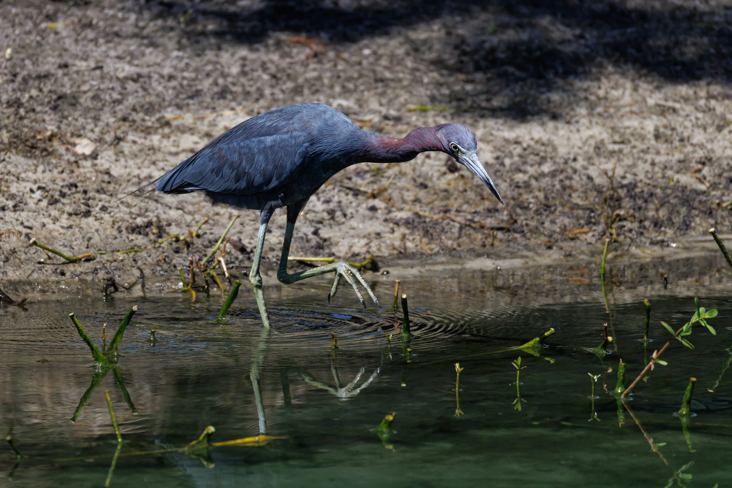 Little Blue Heron hunting - Florida