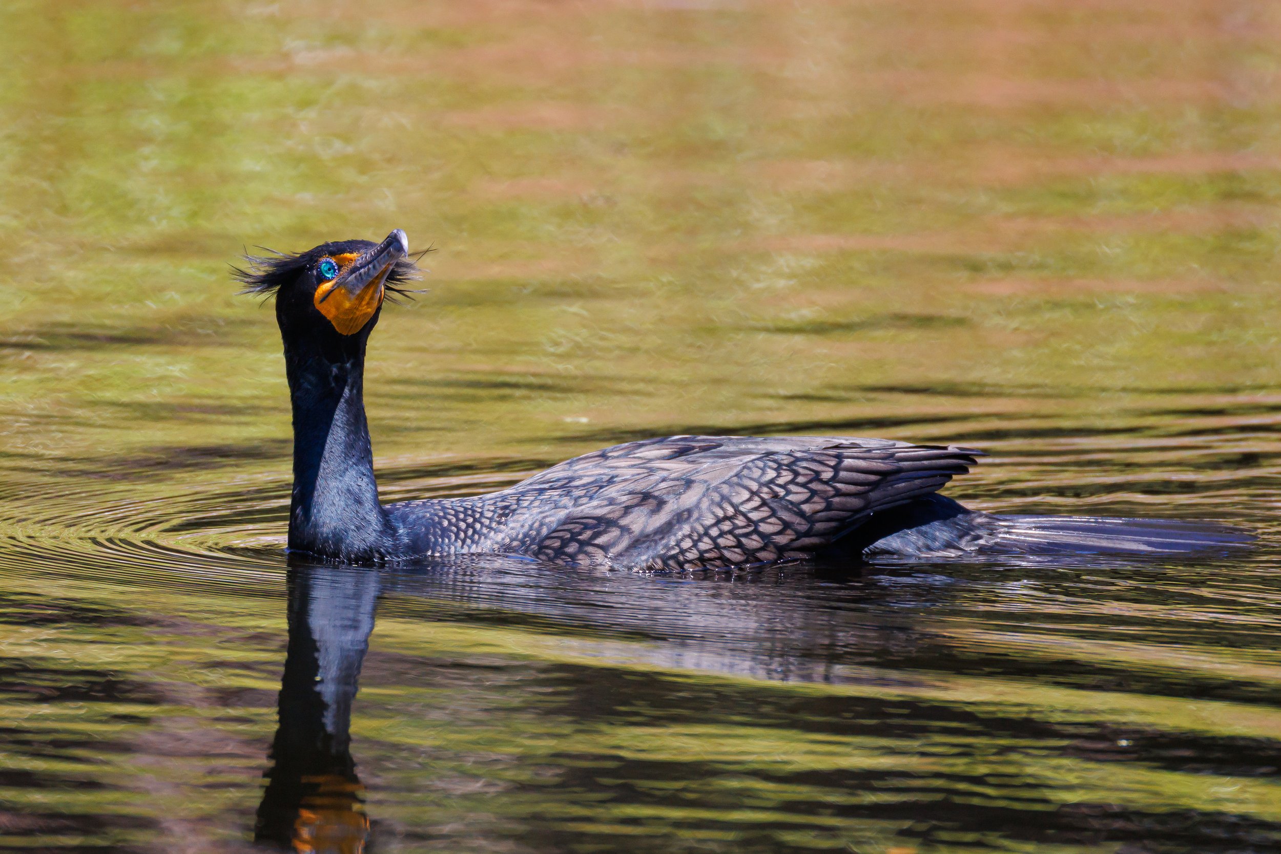 Double-crested Cormorant - Florida