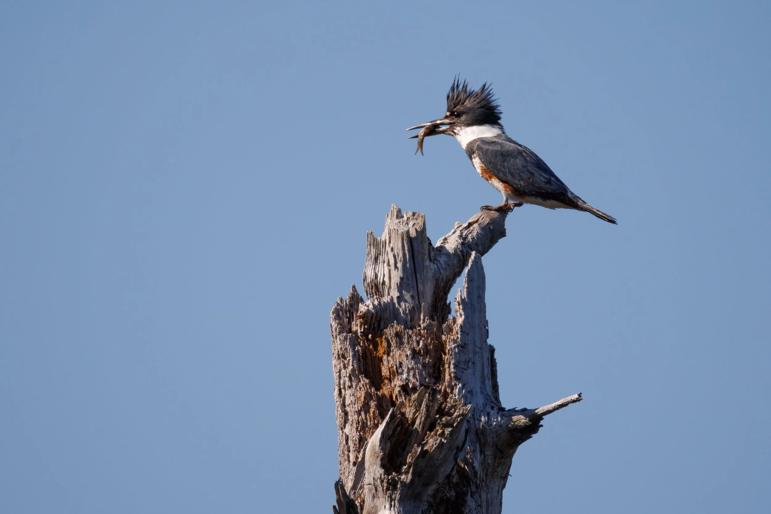 Belted Kingfisher with catch - Florida