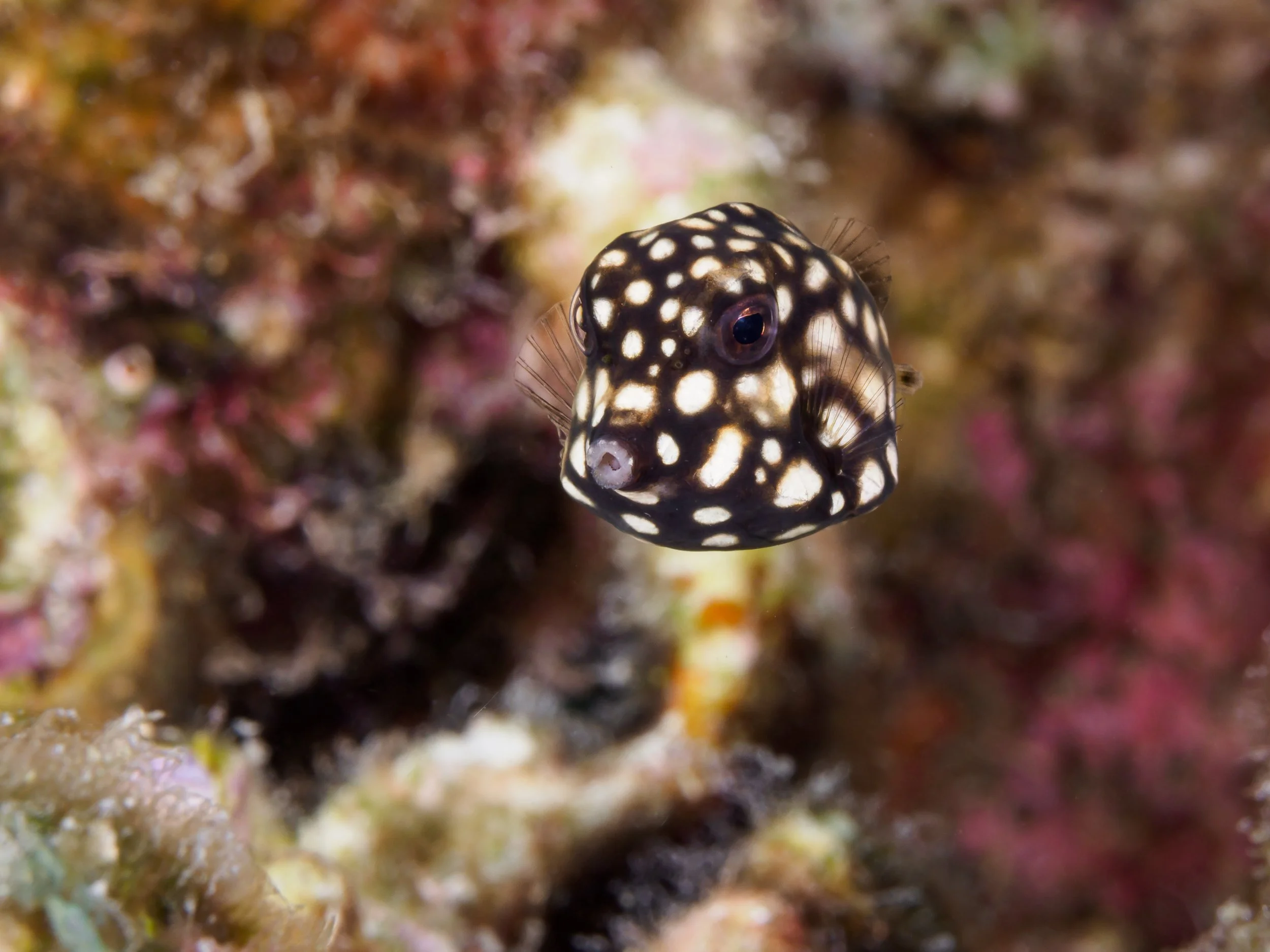 Juvenile Smooth Trunkfish - Bonaire