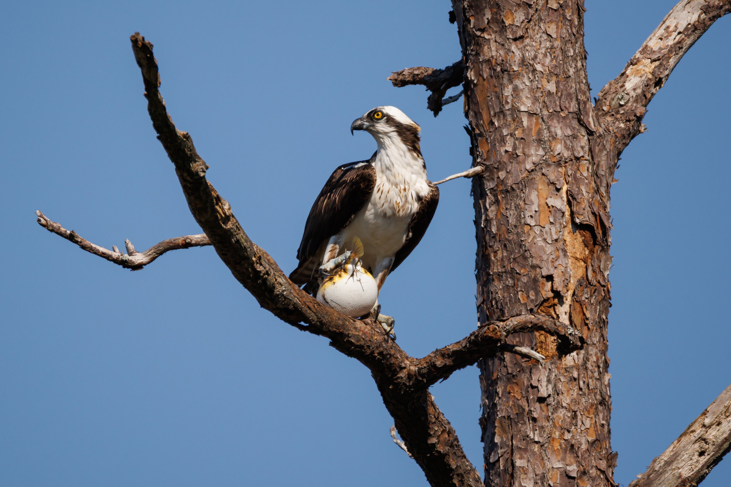 Osprey with pufferfish - Florida