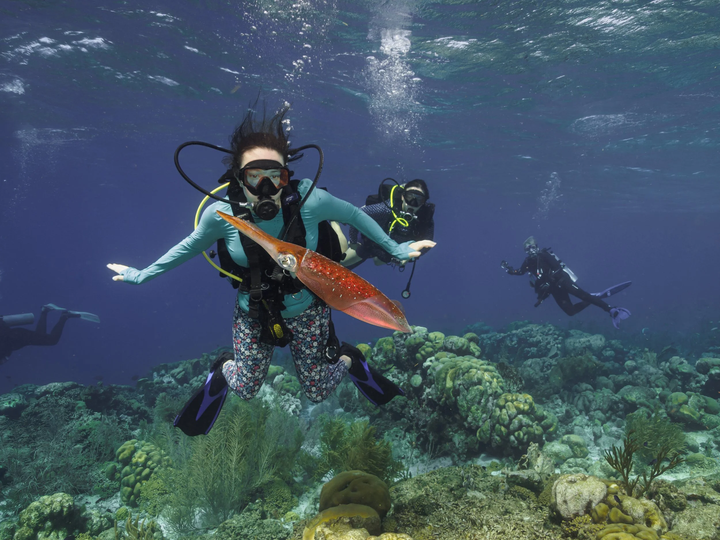 Reef Squid and divers - Bonaire