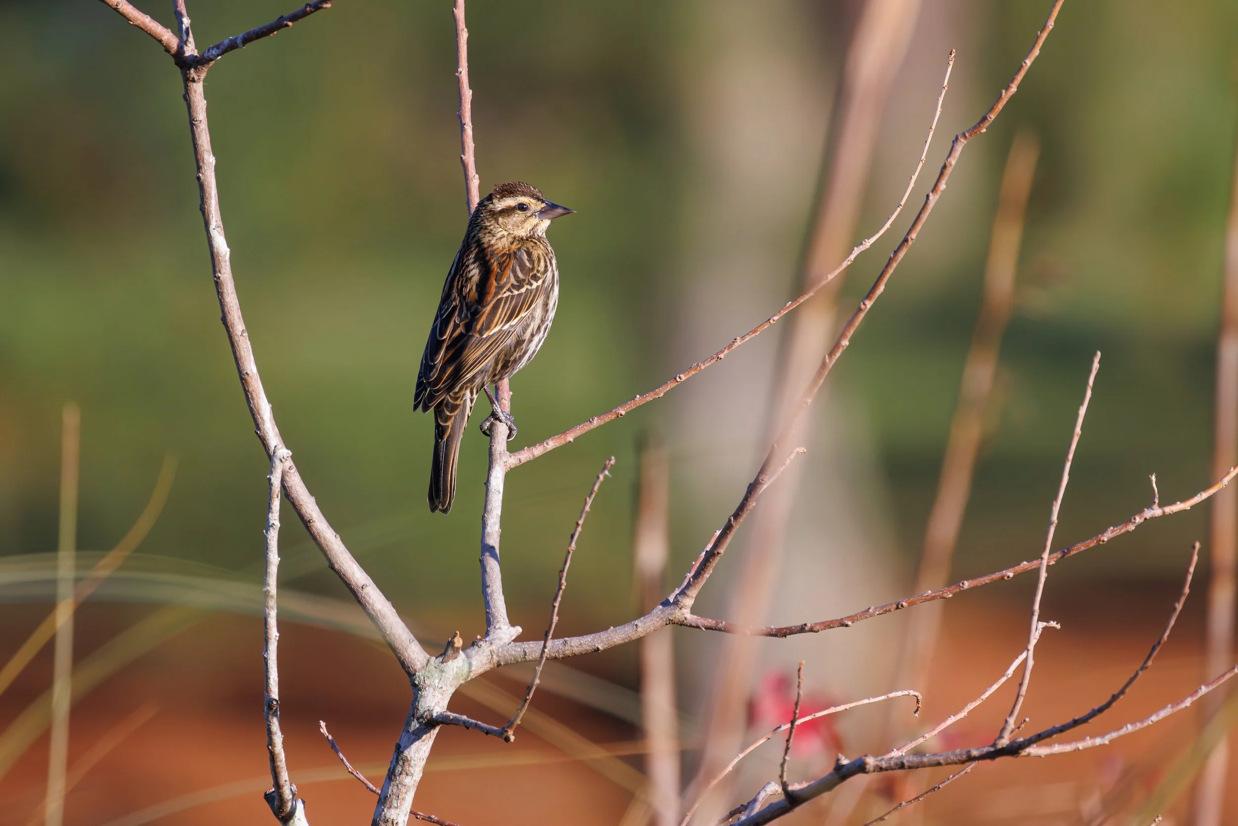 Female Redwinged Blackbird - Florida
