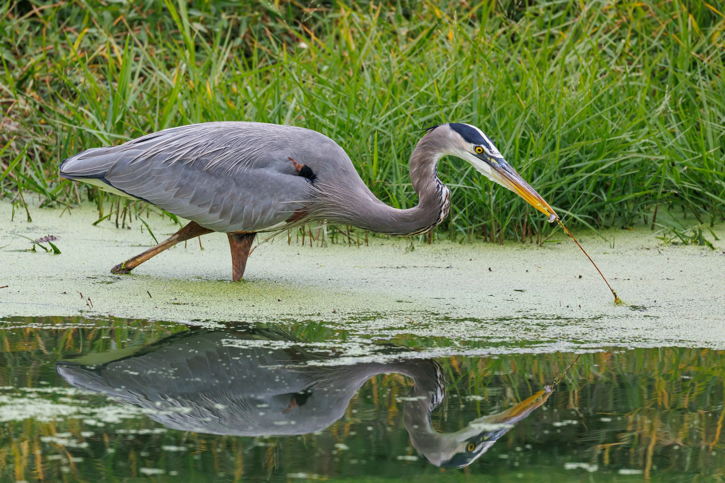 Great Blue Heron fishing - Florida