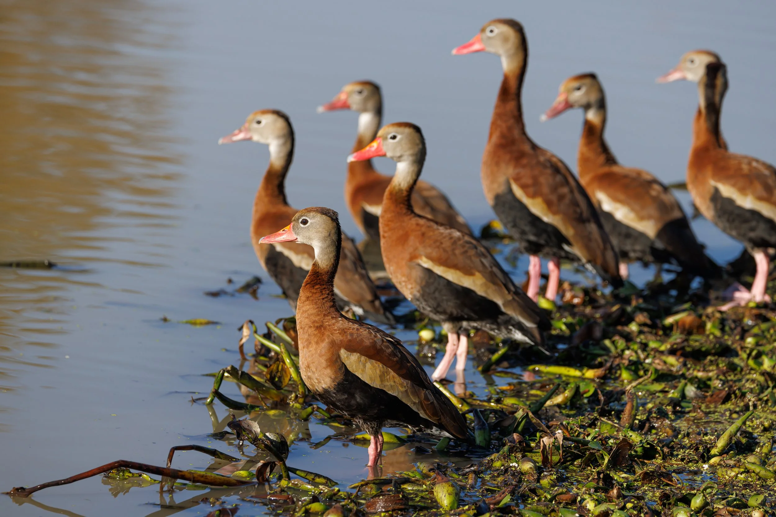 Blackbelllied Whistling Ducks - Louisiana