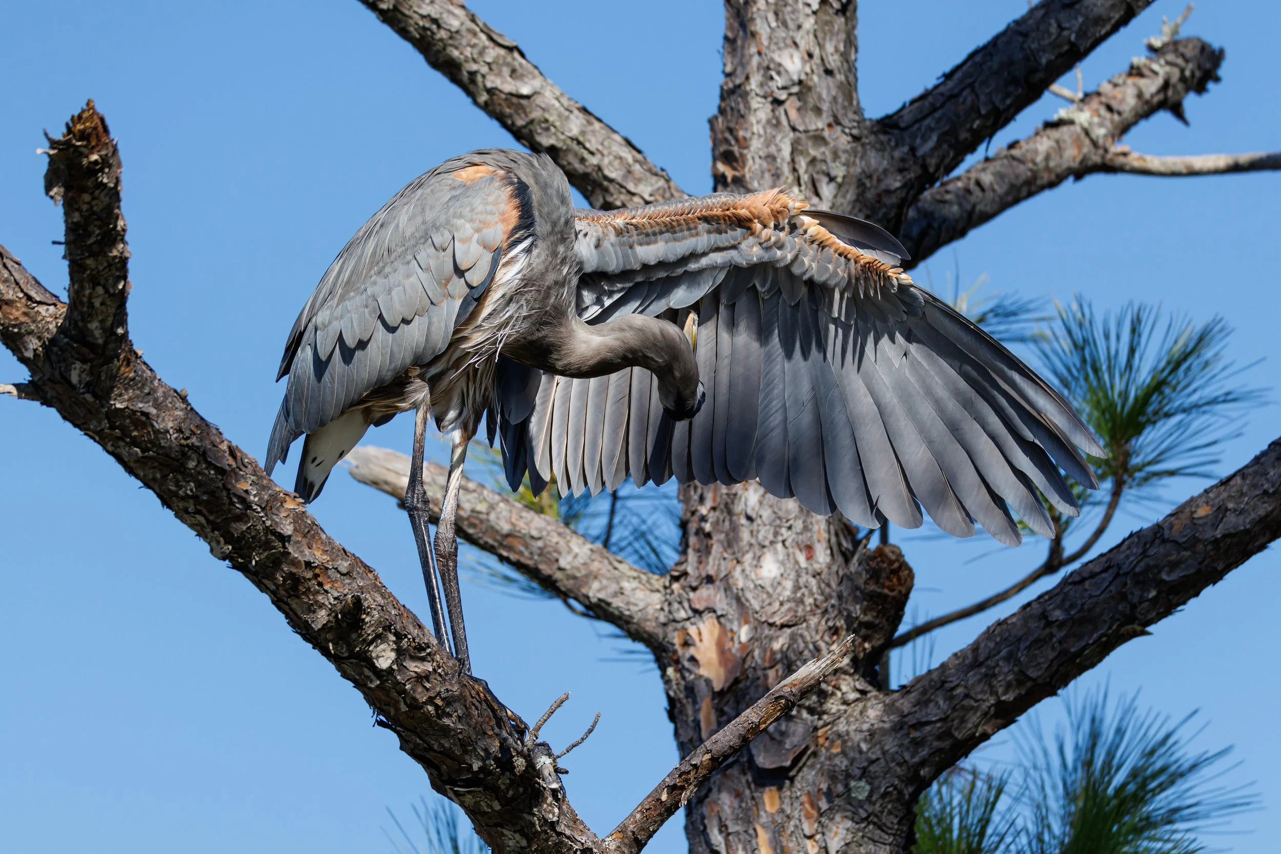 Great Blue Heron grooming - Florida