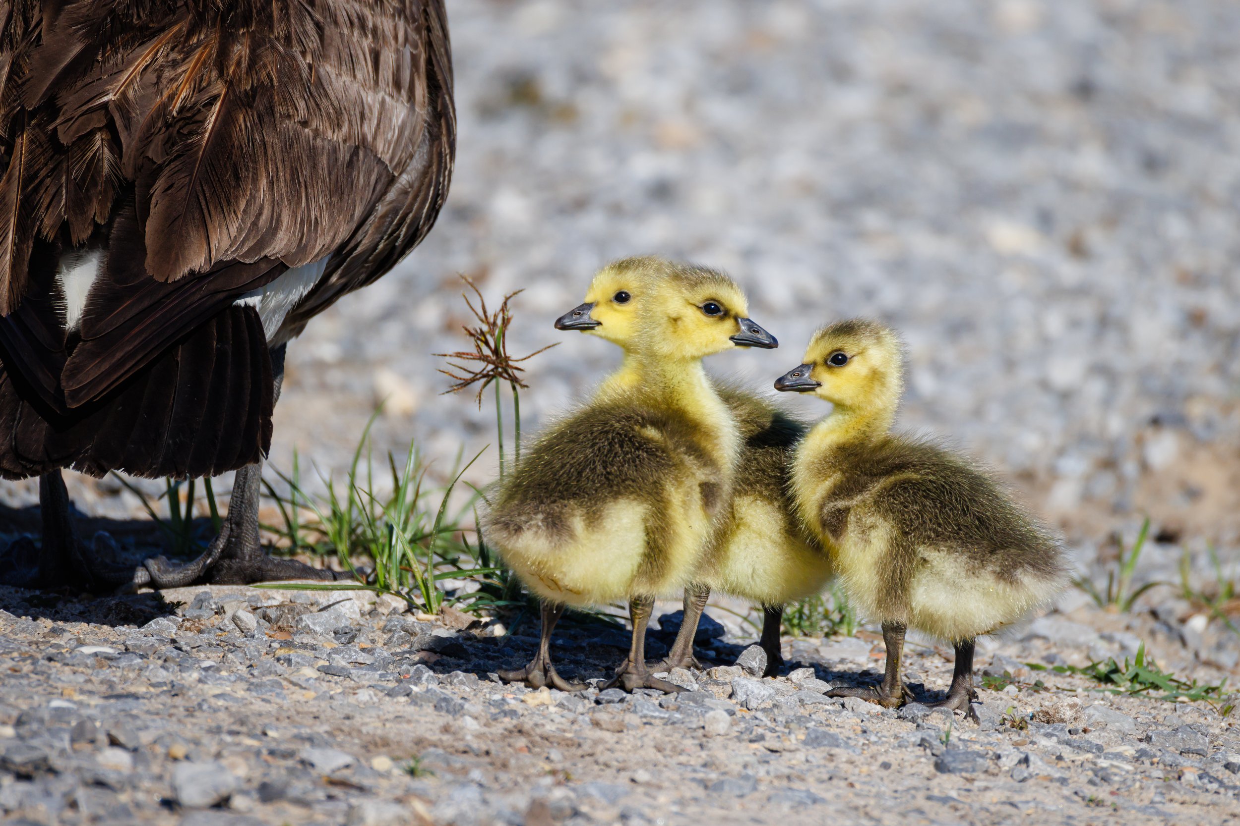 Juvenile Canadian Geese - Florida
