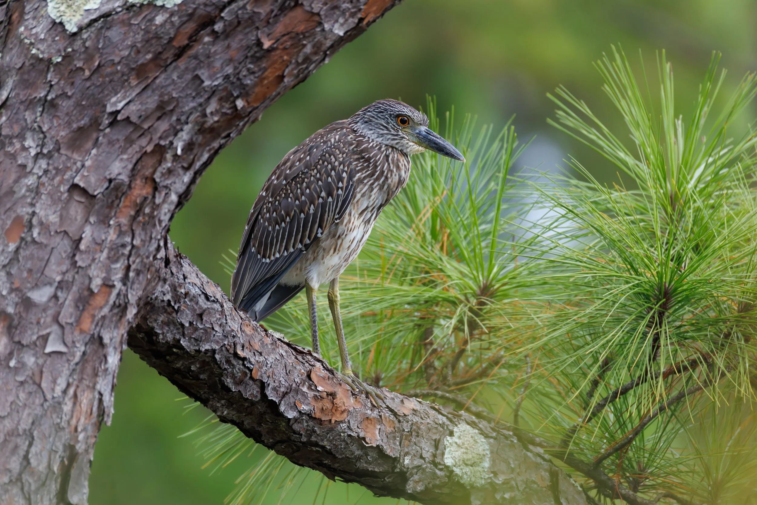 Yellow-crowned Night Heron - Florida