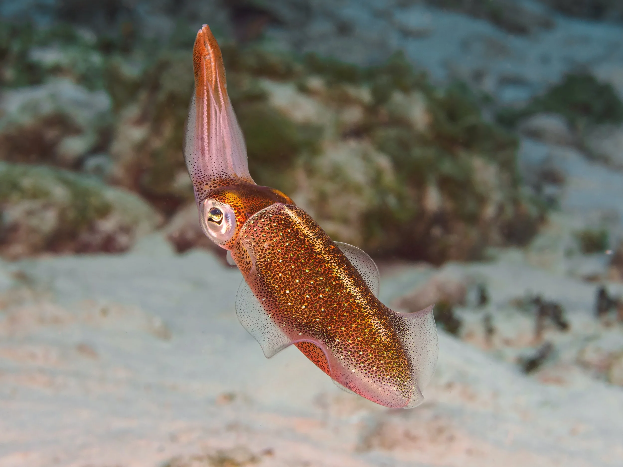 Reef Squid - Cayman Brac