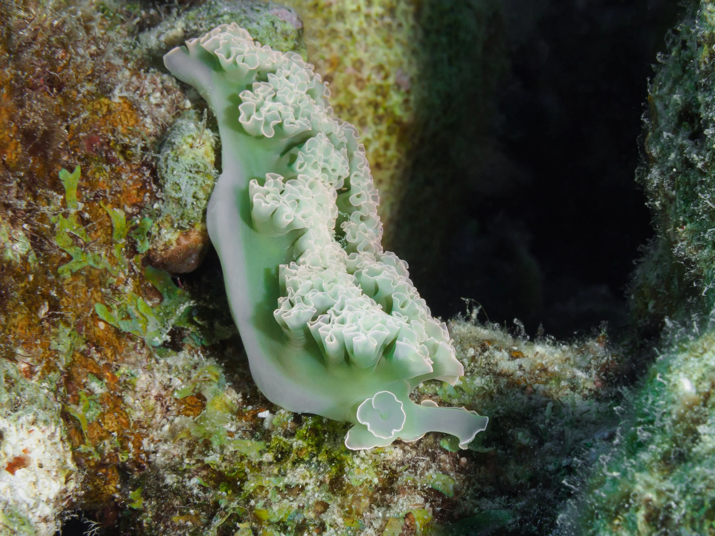Lettuce Sea Slug - Bonaire