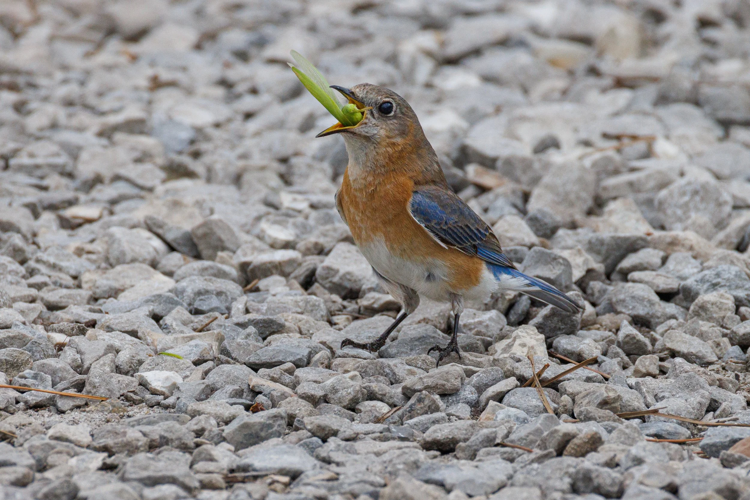 Eastern Bluebird with grasshopper - Florida
