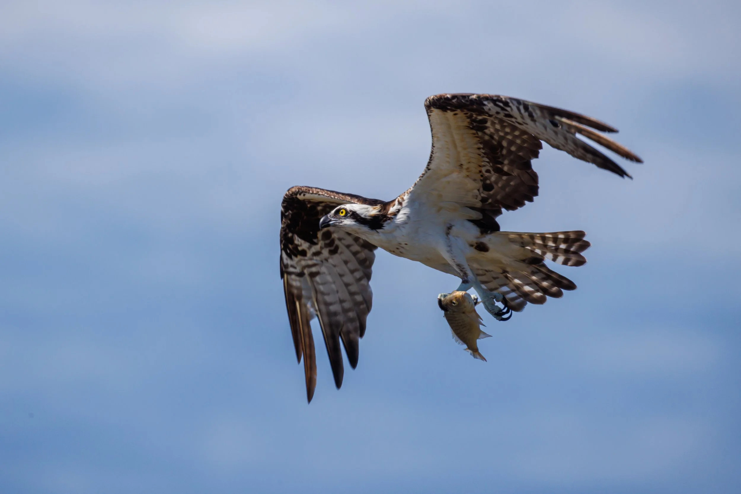 Osprey with catch - Florida