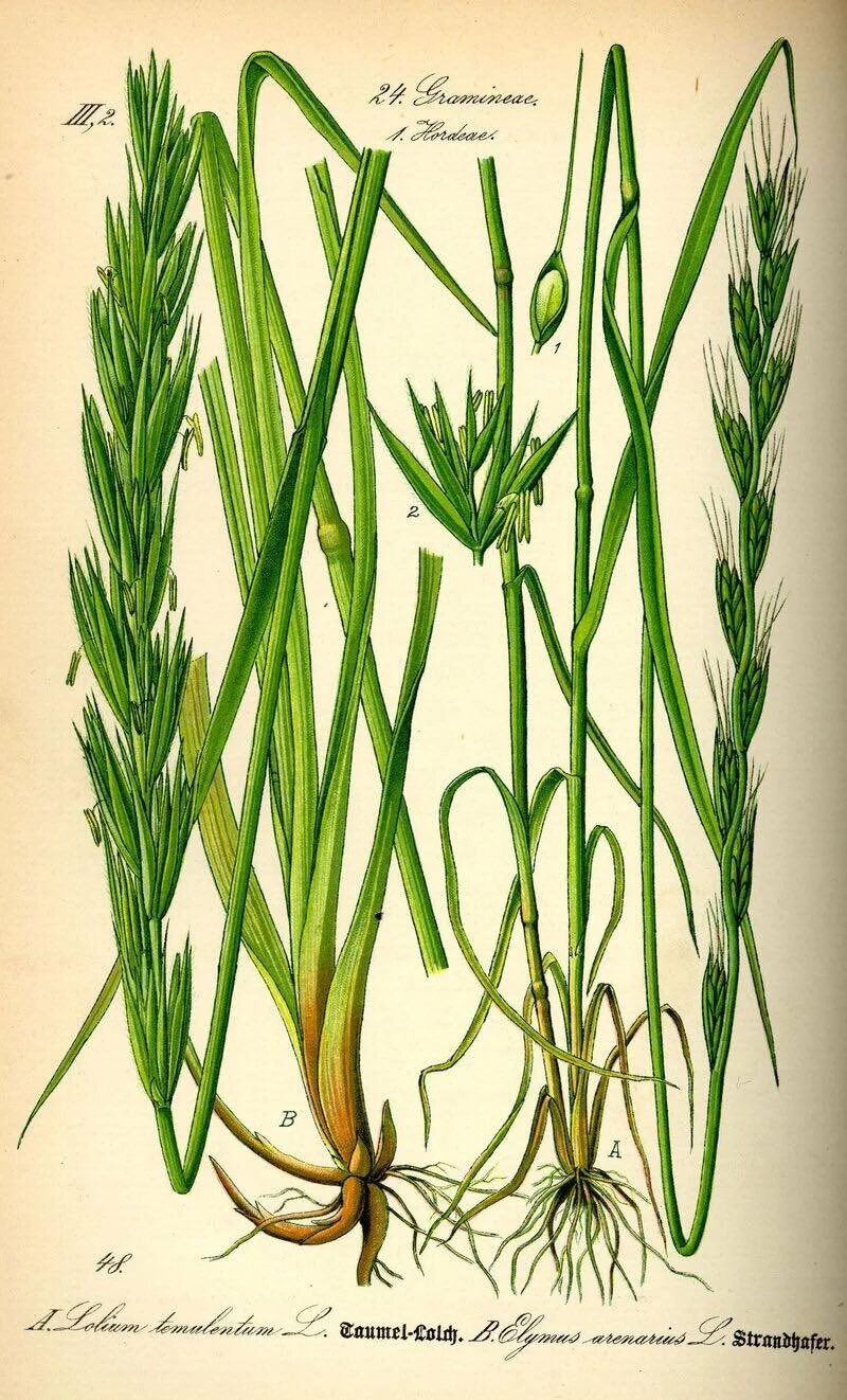 Darell Tree Plant Profile: Darnel — The Poisoner's Apothecary
