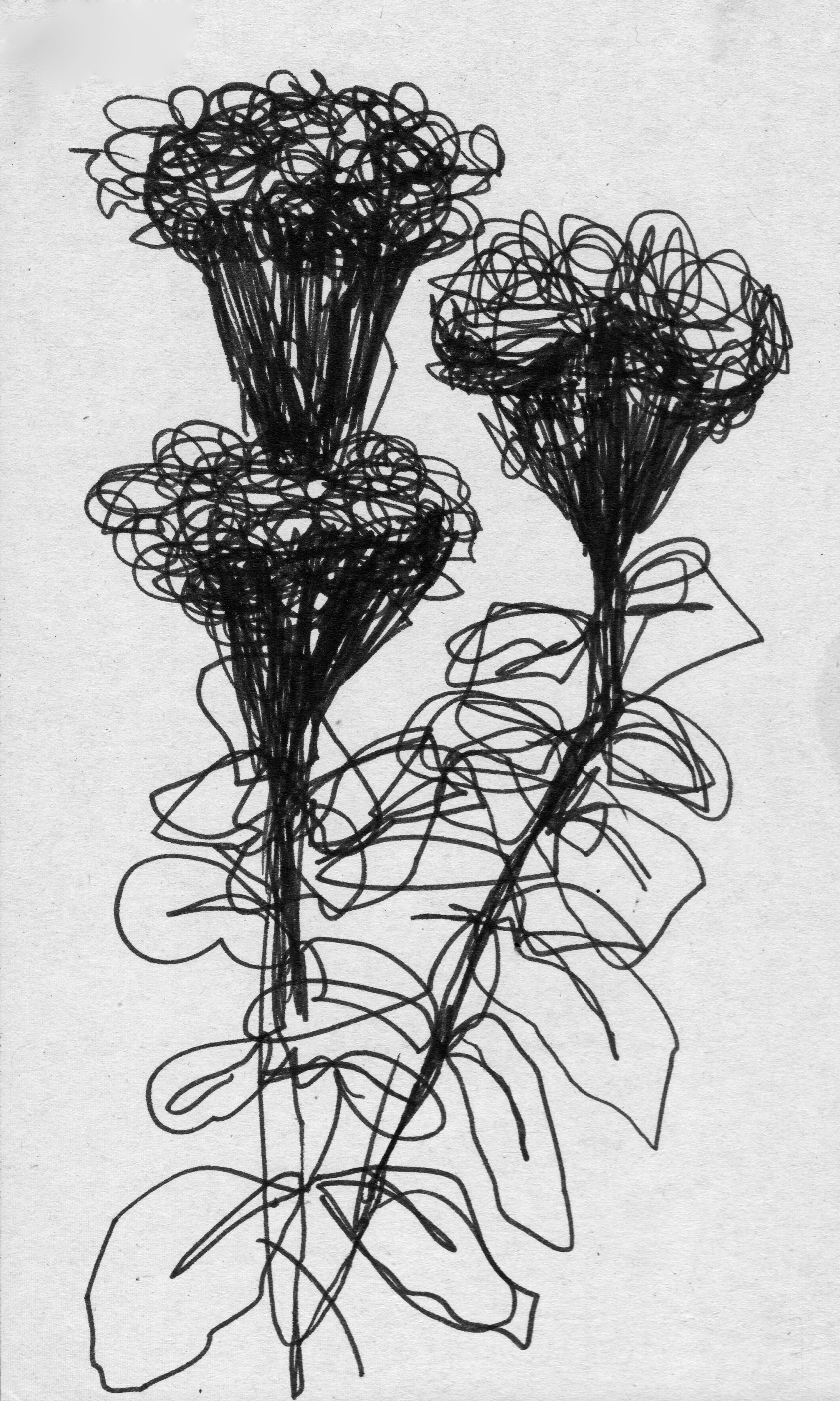 scan 14.jpeg