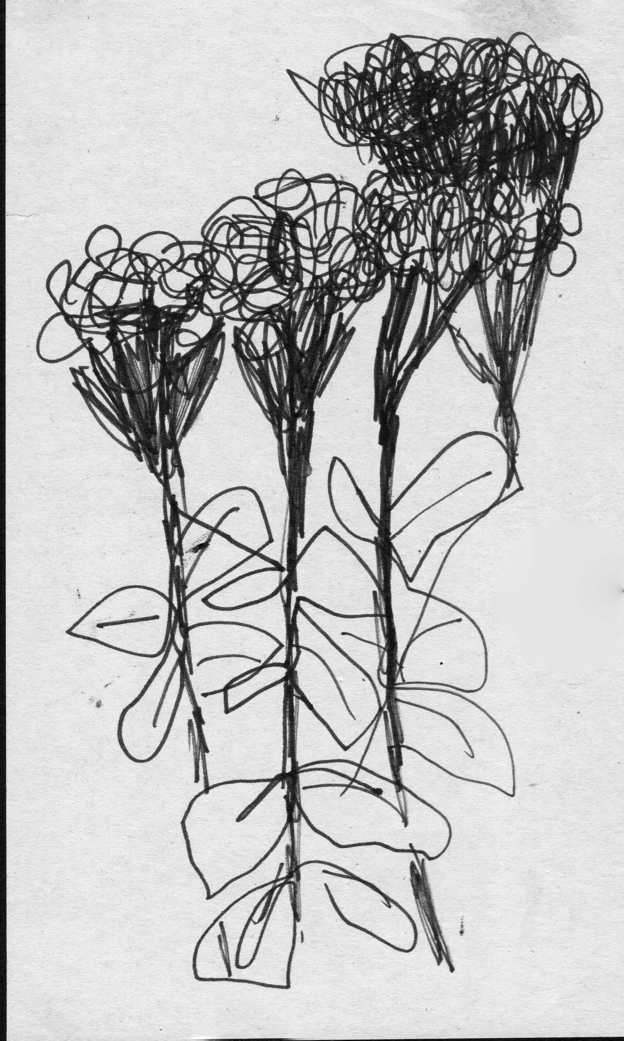 scan 26.jpeg