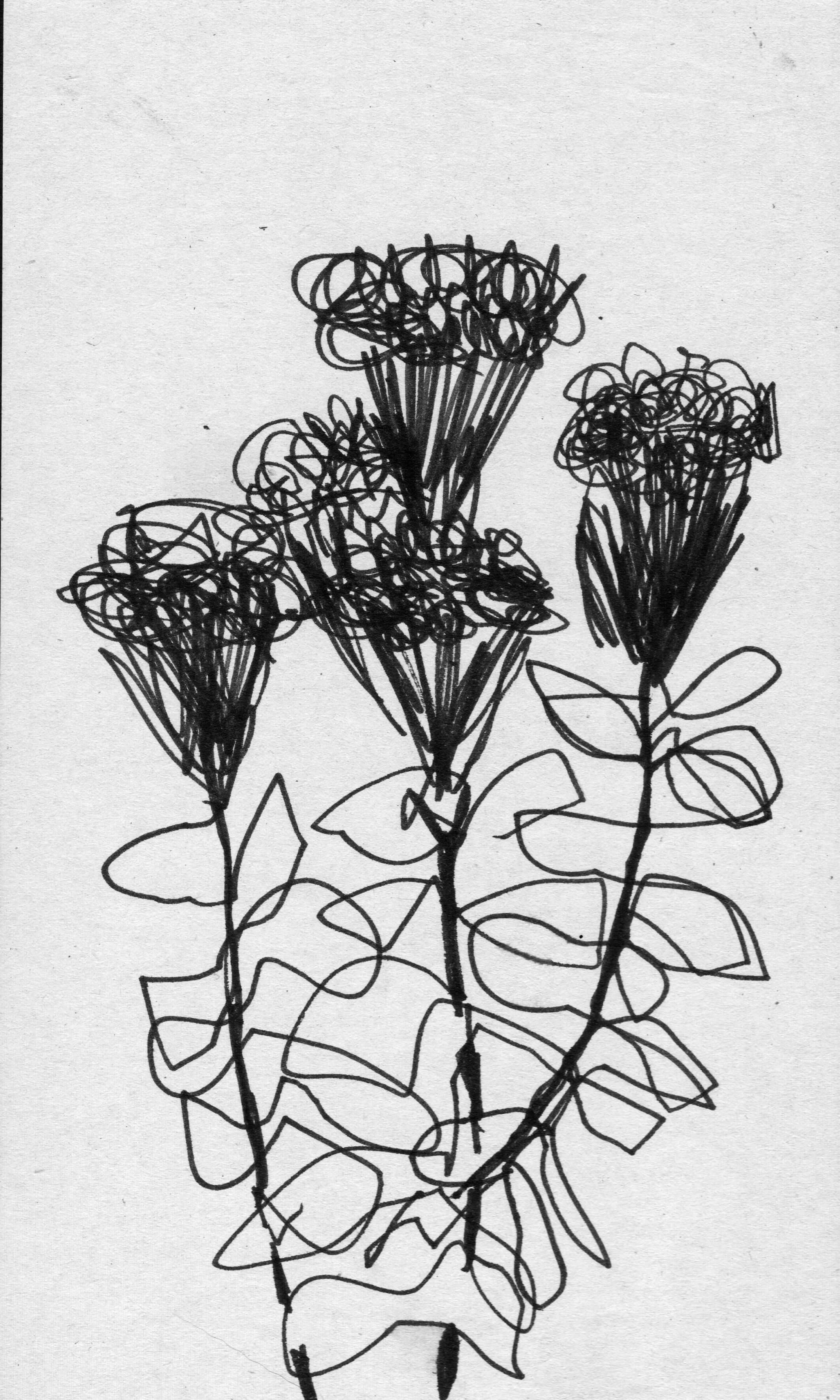 scan 29.jpeg