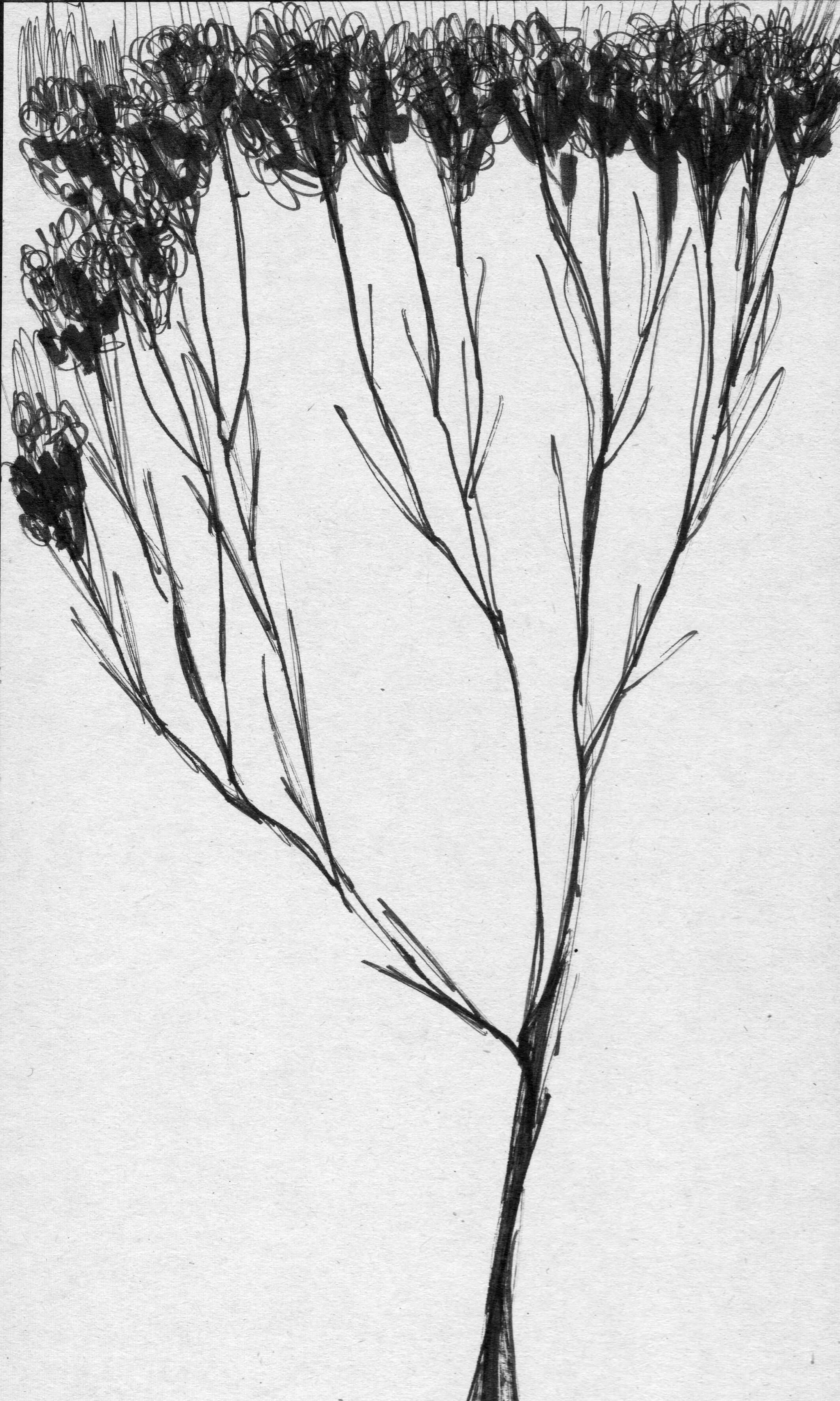 scan 27.jpeg
