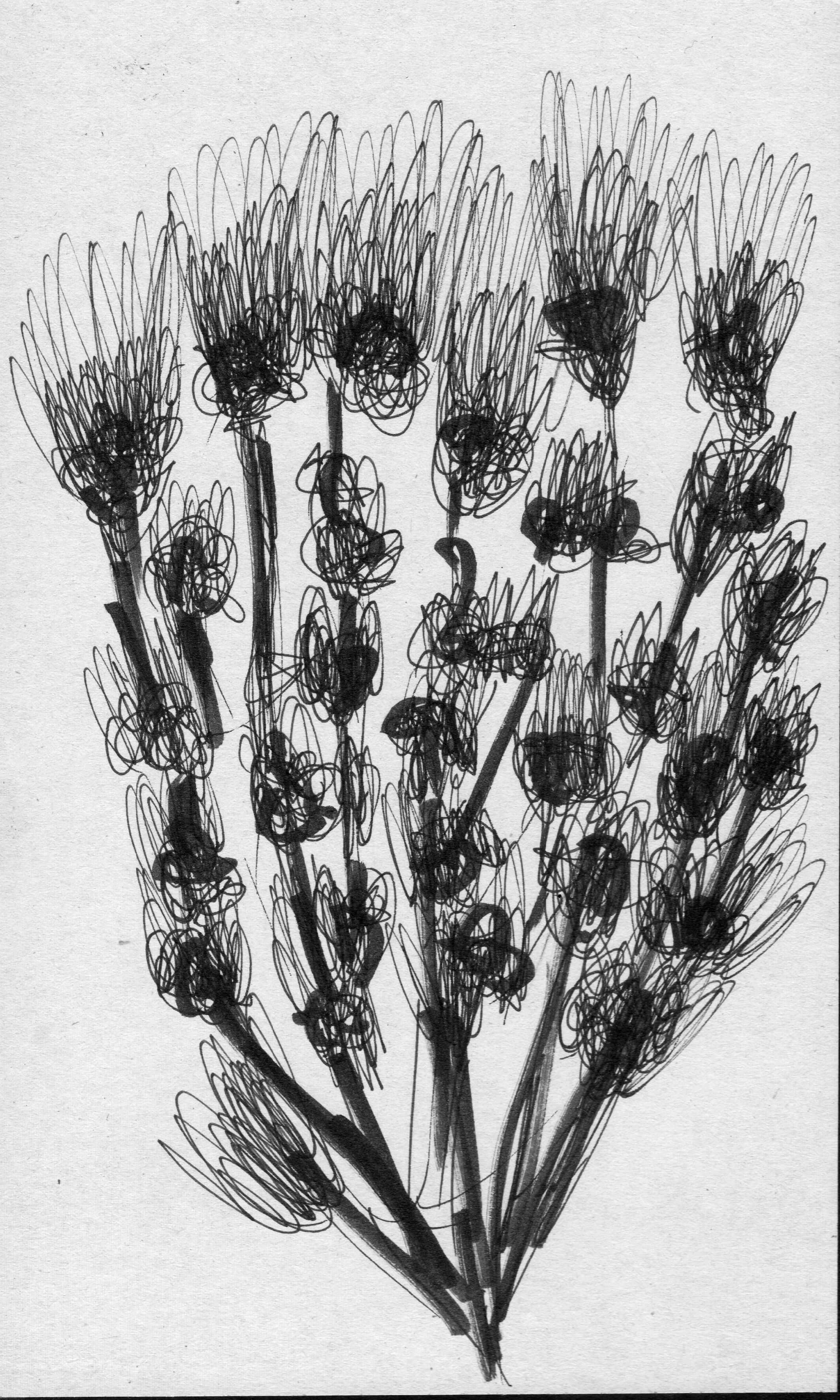 scan 16.jpeg