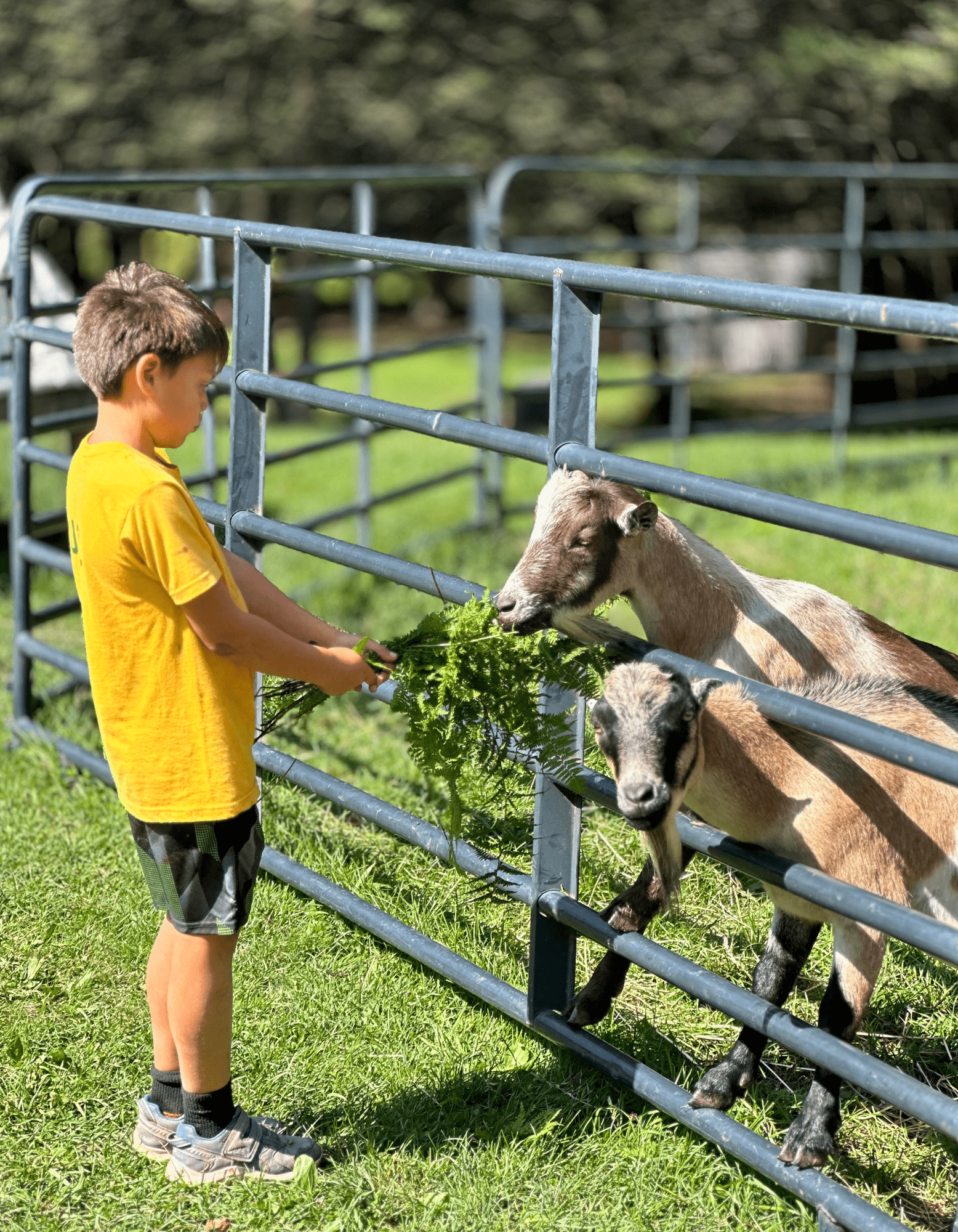 Camp White Stag_Boy + Goats.png