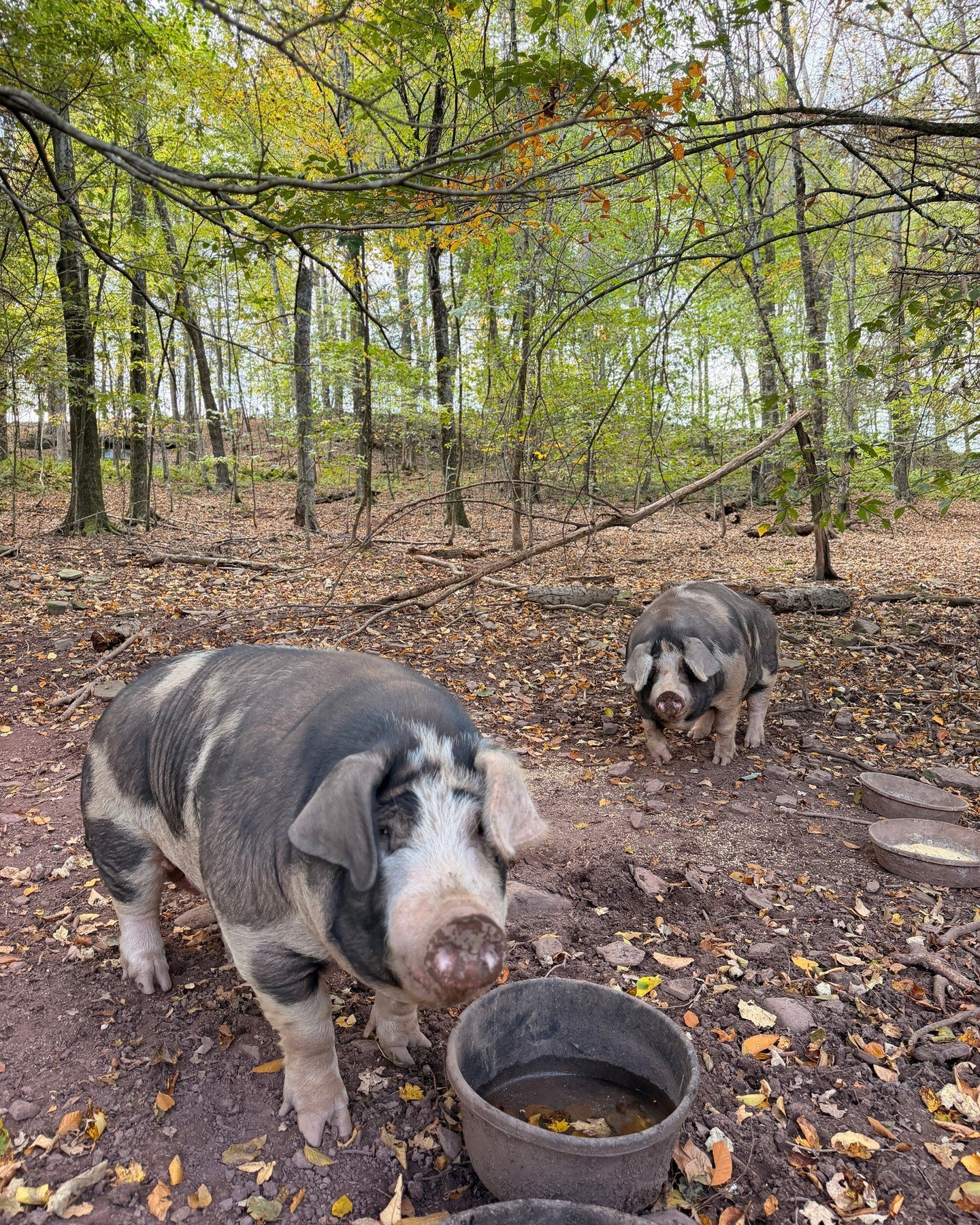 🍂🏕️ Fall at Camp White Stag! 💚

The leaves are changing, the farm is looking a little different, and our animals are enjoying the fall season! 🐐🐖🍁 A little look at the farm this time of year. 🌿

#campwhitestag #whitestagfarms #natureteaches #n
