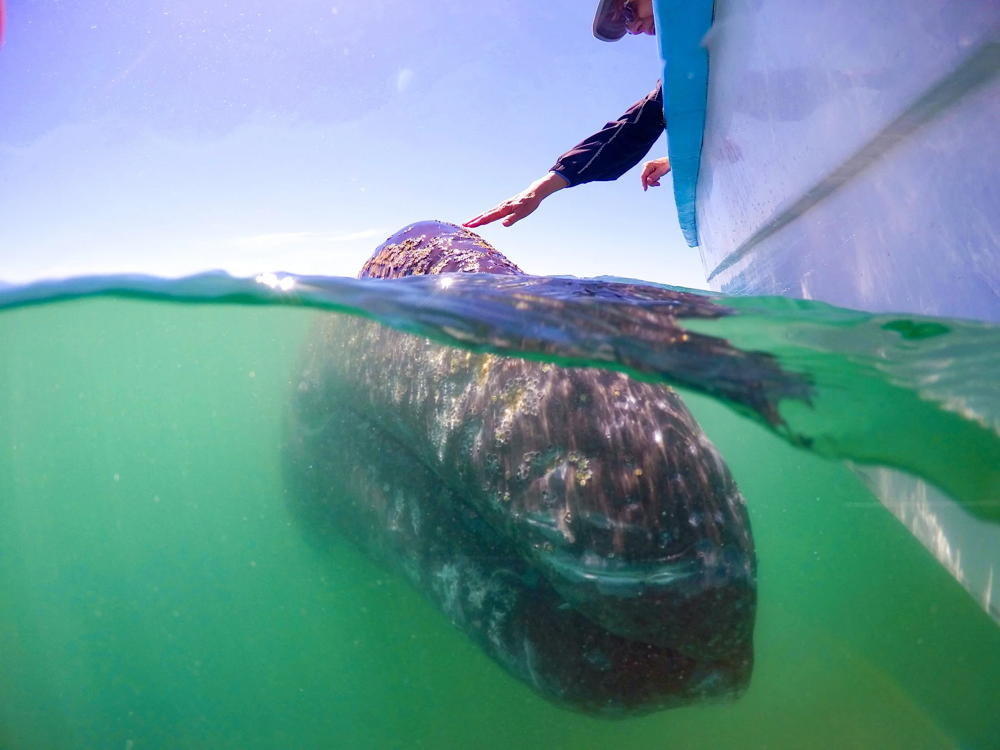 Whale Watching-5.JPG