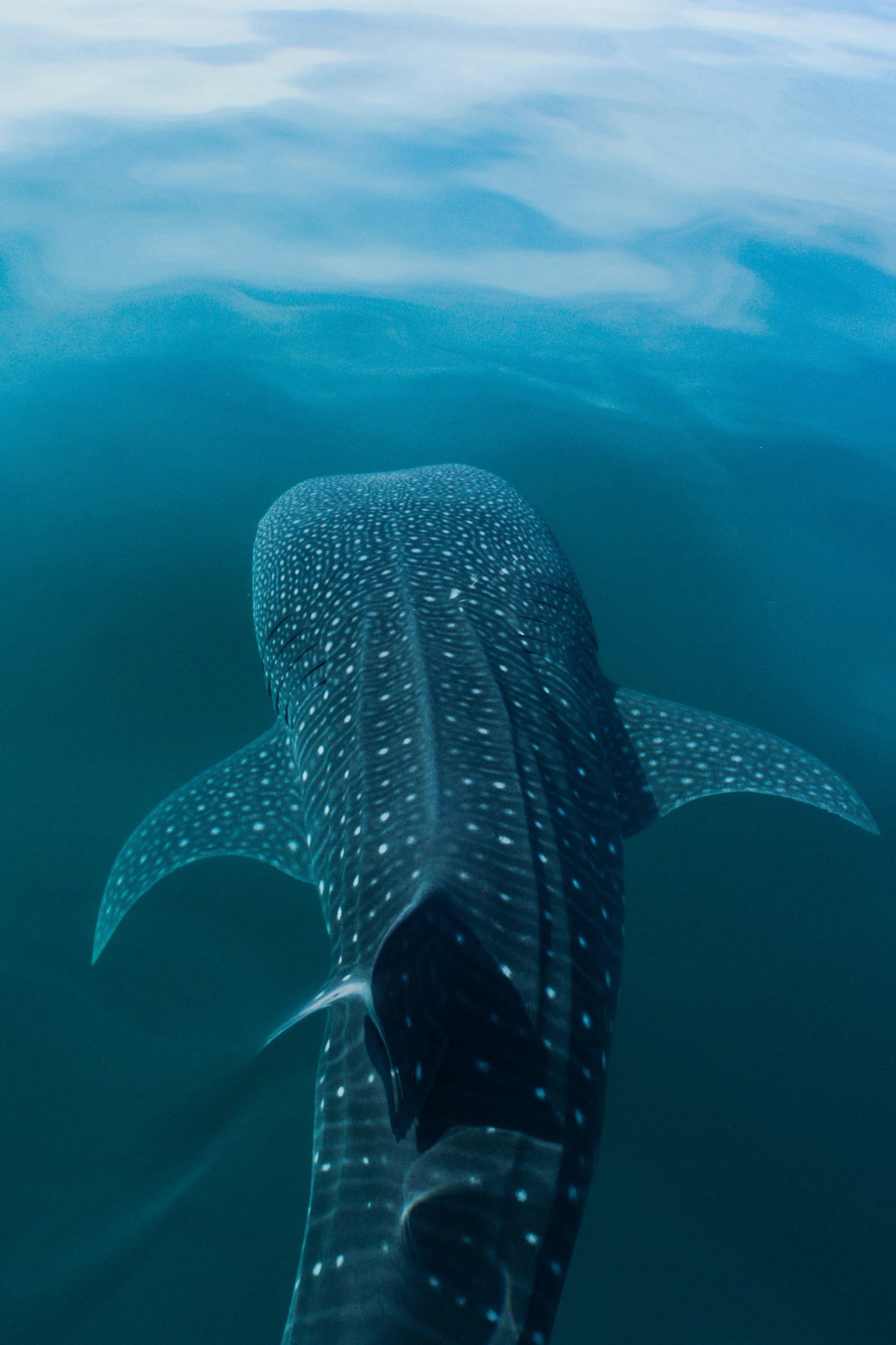 Whale Shark-2.JPG
