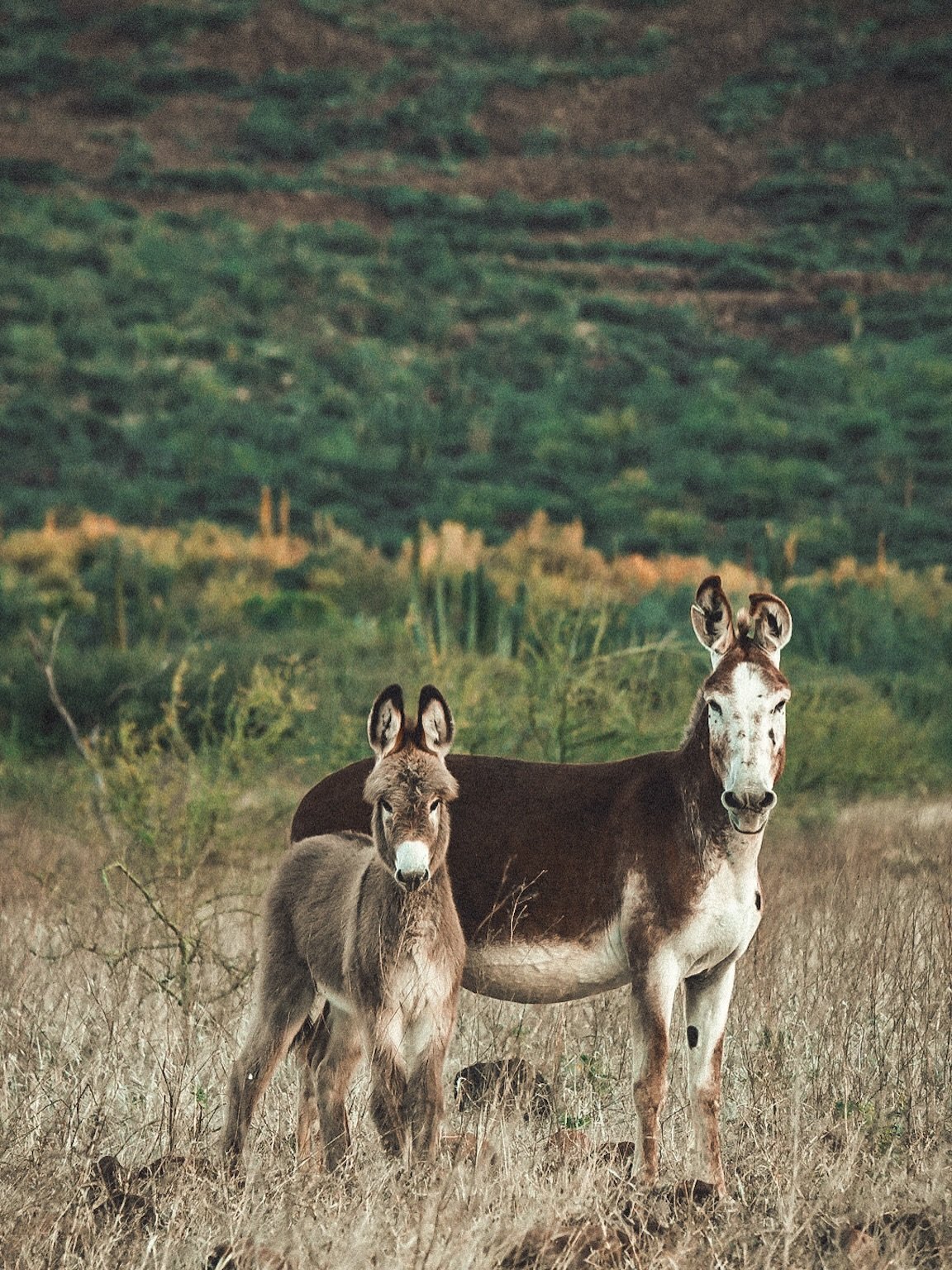 Some images from the road the past 24 hours. We have crammed a year of scouting into a week. The images represent the few moments we weren&rsquo;t rattling down a road. This is what makes great trips, lot&rsquo;s of time out here learning everything 