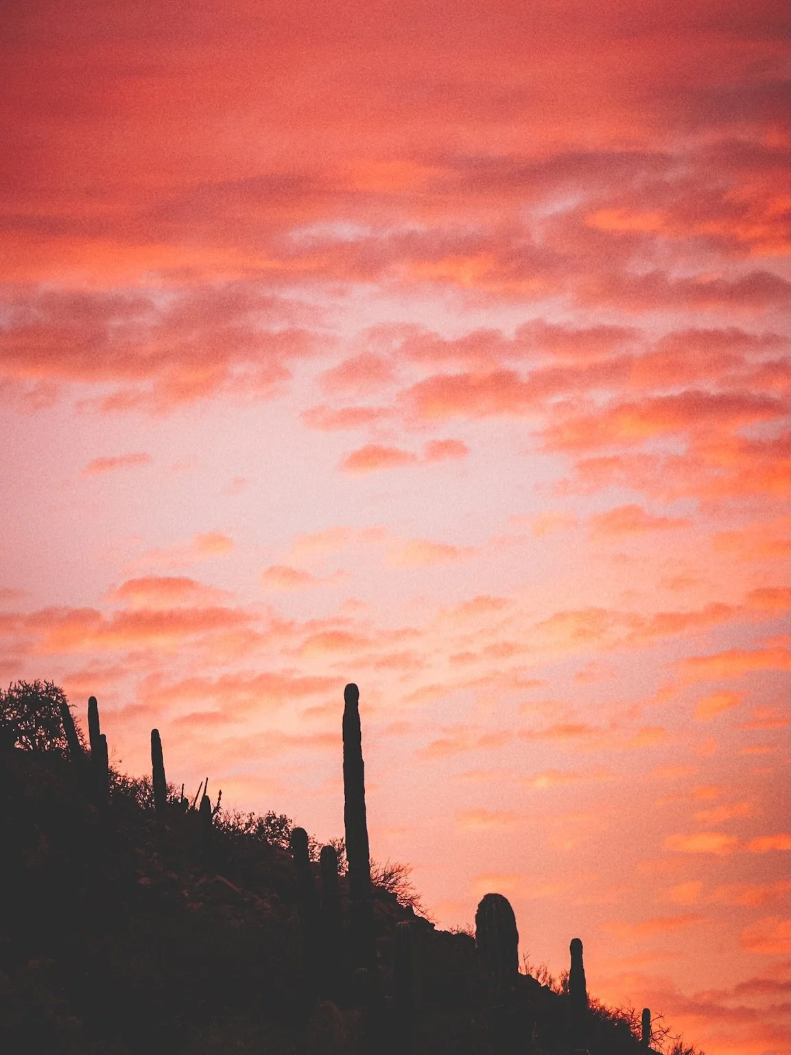 Sunsets hit different when you earned them.
Somewhere in Baja.

#bajasunsets #overlandadventures #baja #guidedexpedition