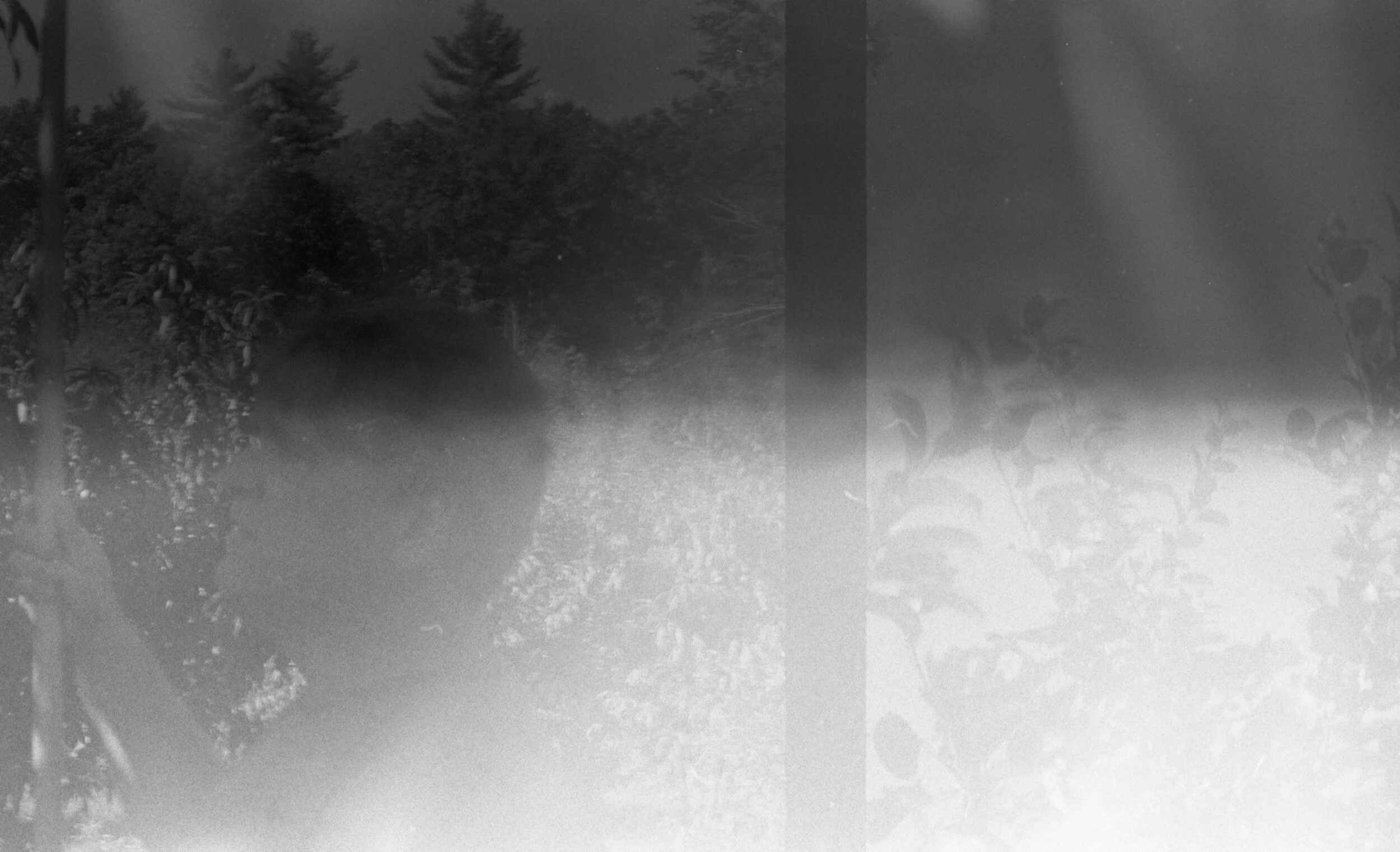 spotted appledad.jpg