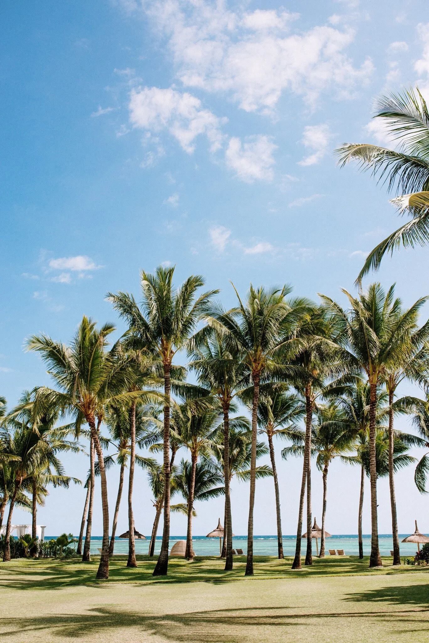 printpalmtree