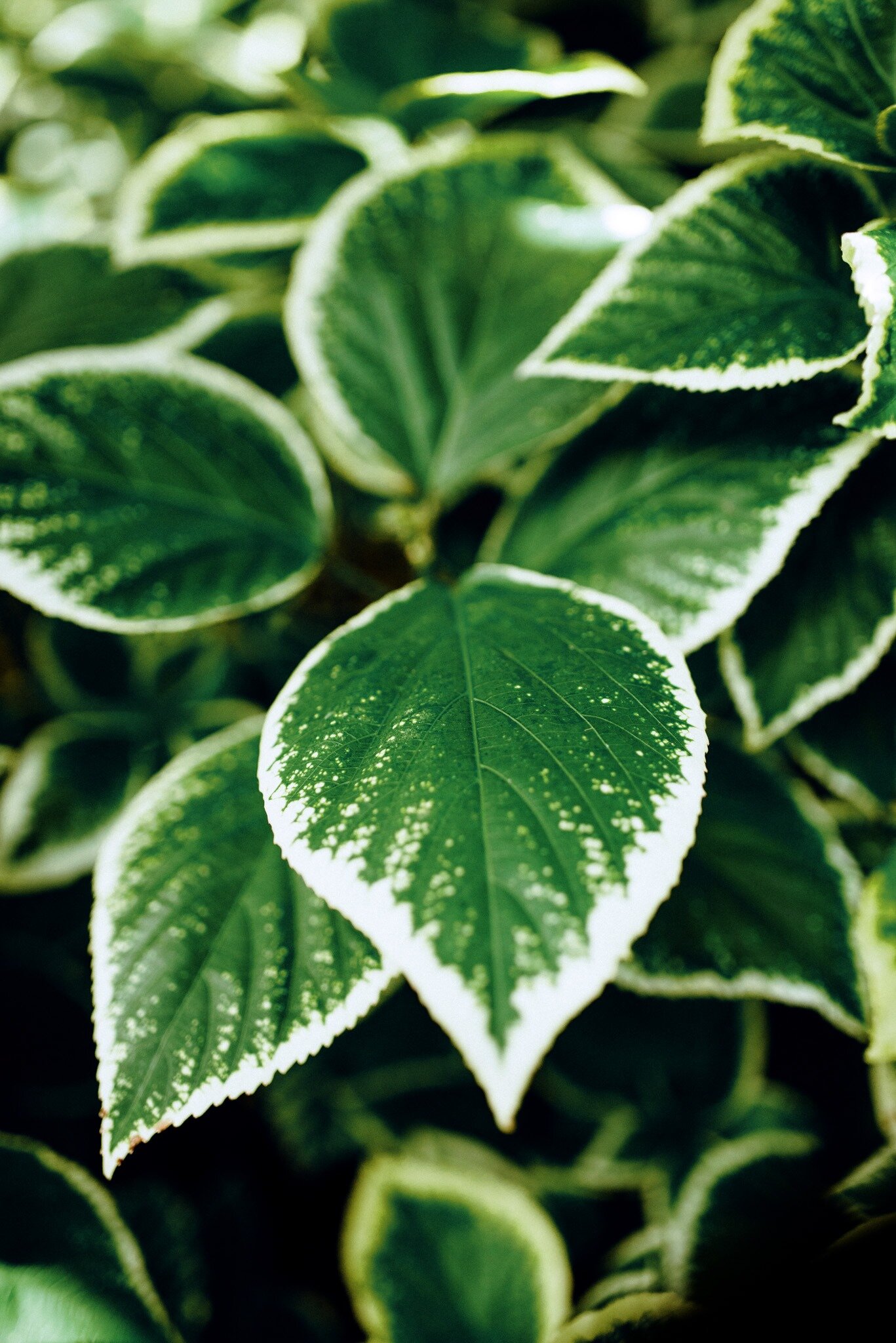 printgreenleaf