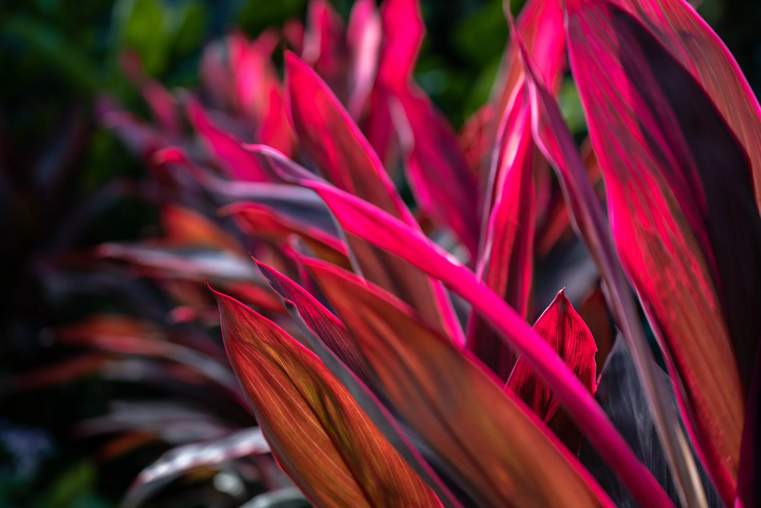 Prolozone Therapy — Walnut Creek Naturopathic