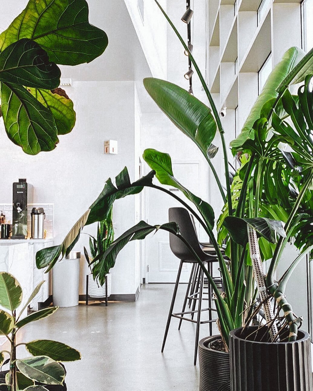 Coffee, plants, and cozy vibes collide 🧘🏻&zwj;♀️

.
.
.
📸: @triciajoy_ 

#coffee #coffeeshop #coffeeshopvibes