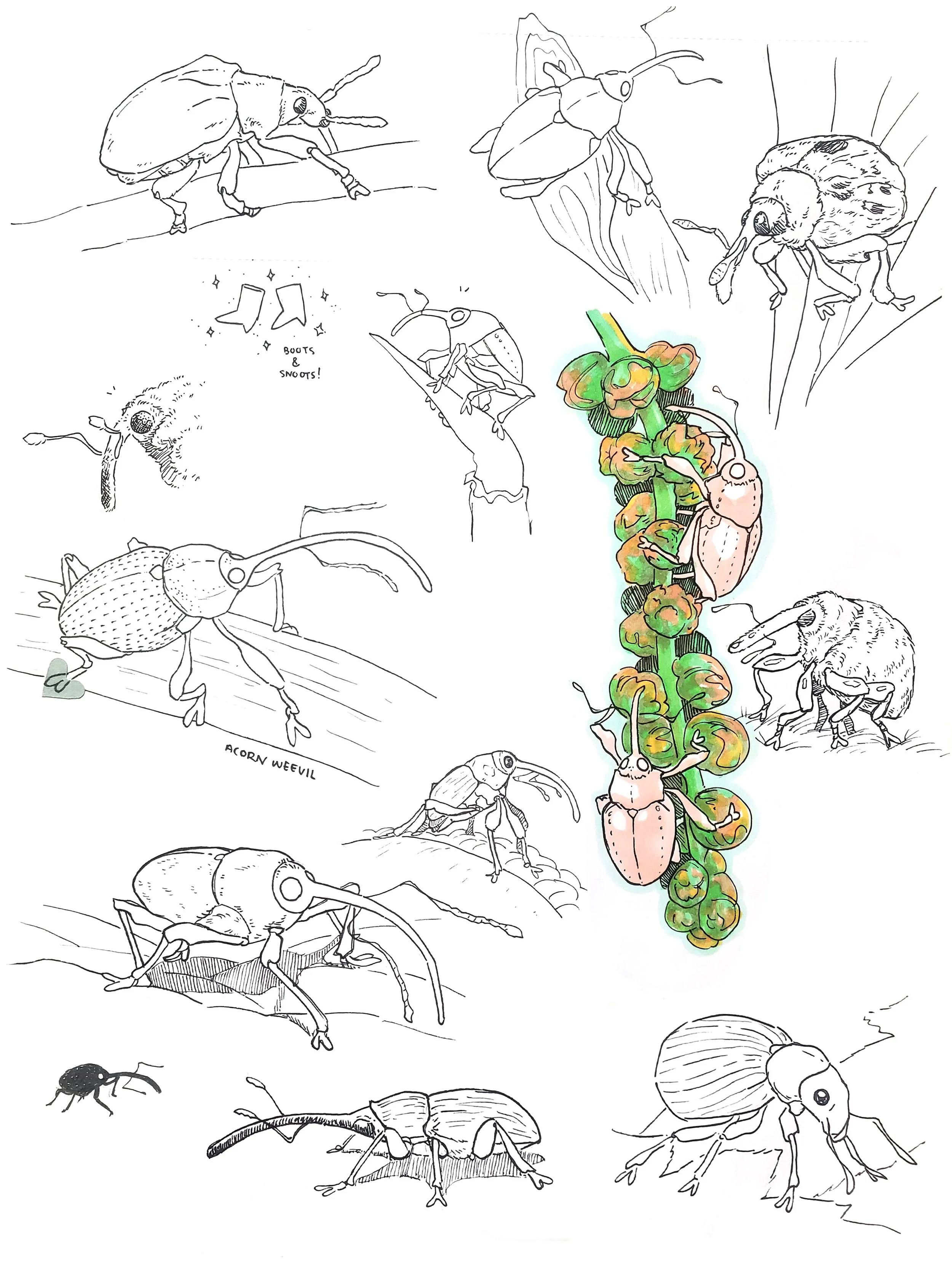 beetles.jpg