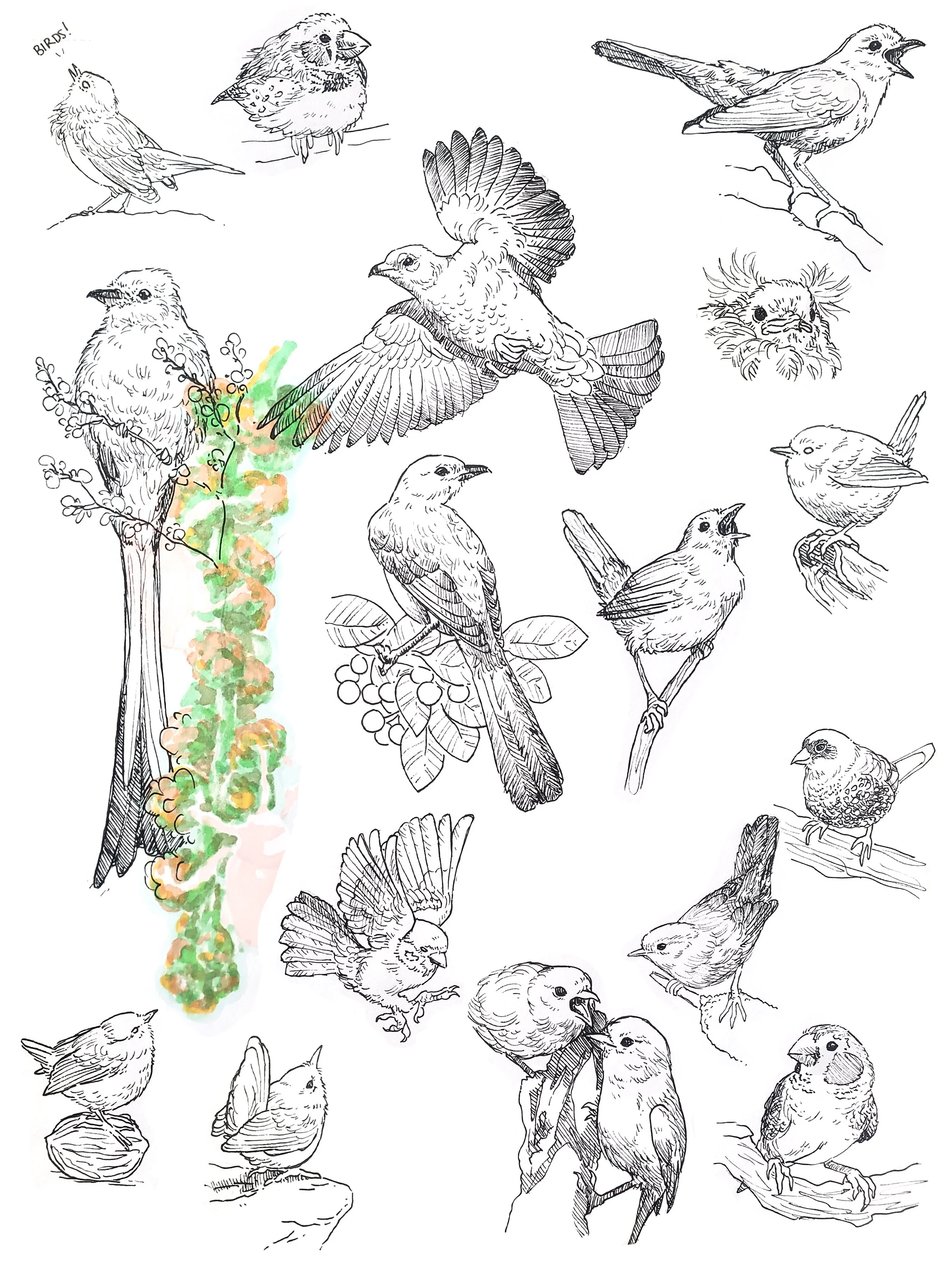 birdies.jpg