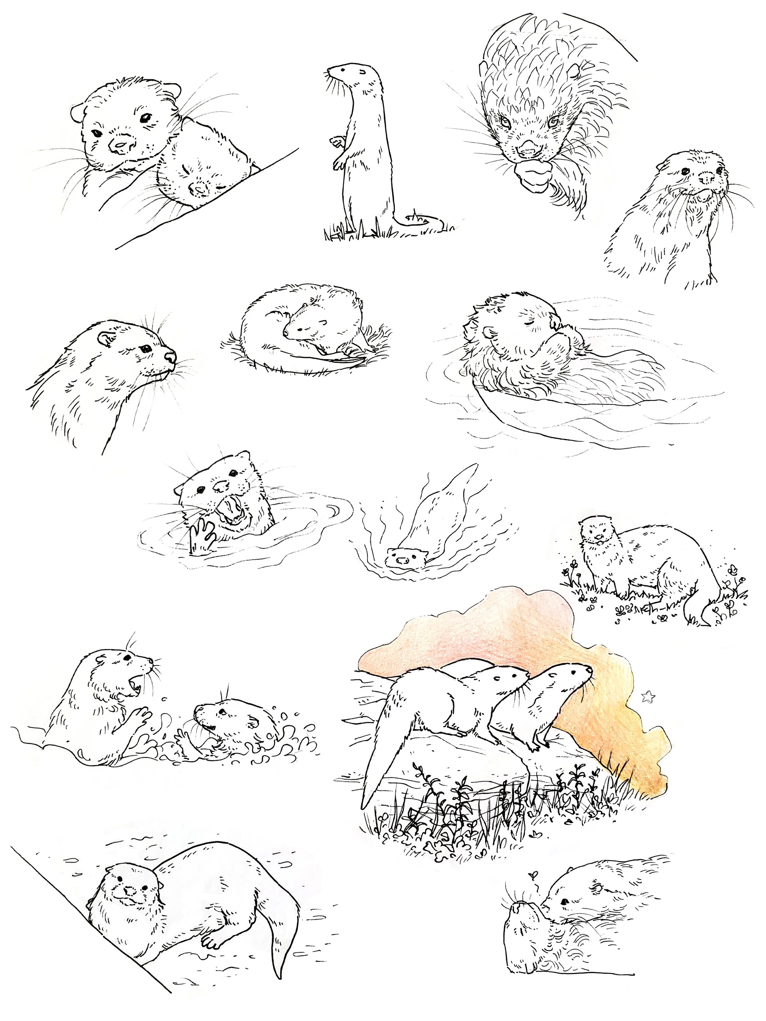 otters.jpg